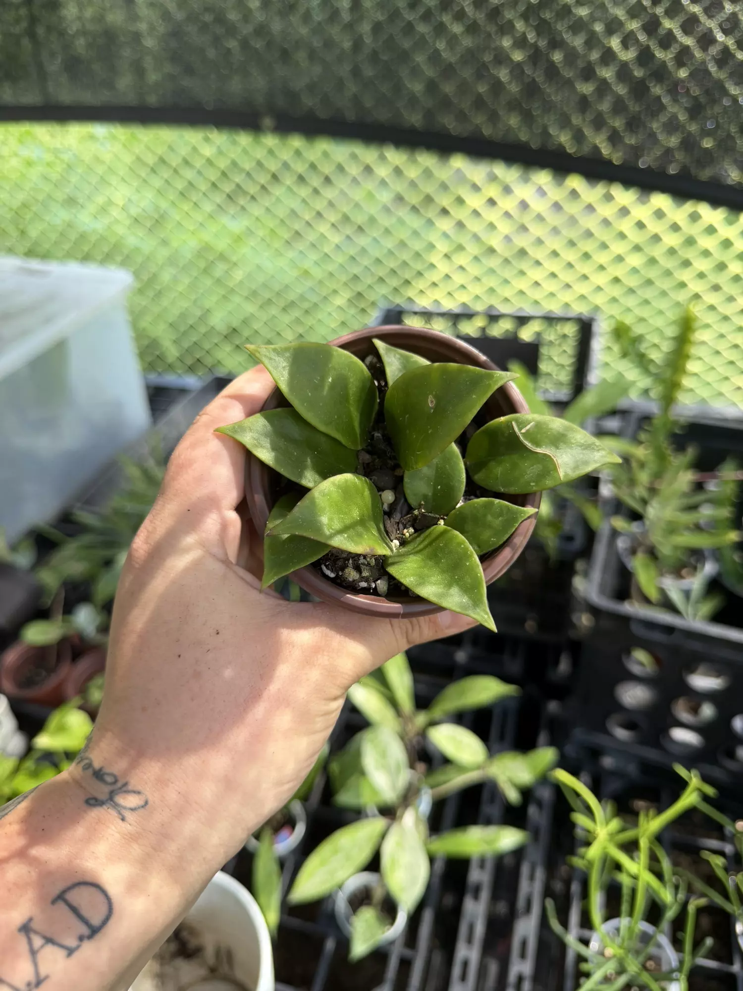plant/Hoya Sunrise-0