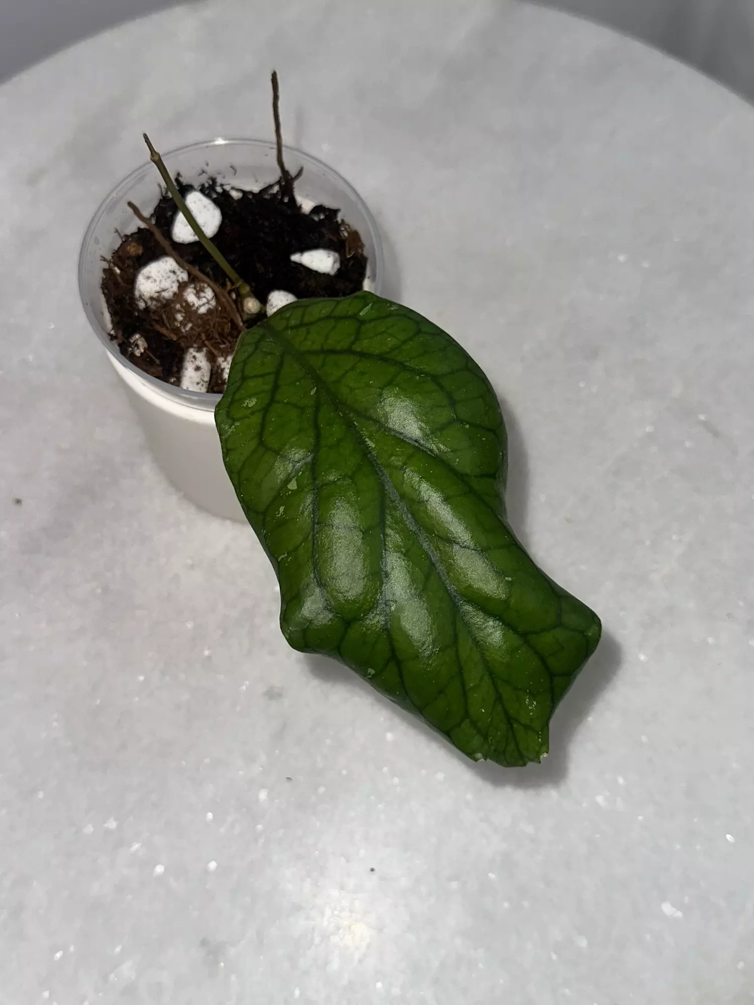 plant/H. vitellinoides - 3 inch pot-0