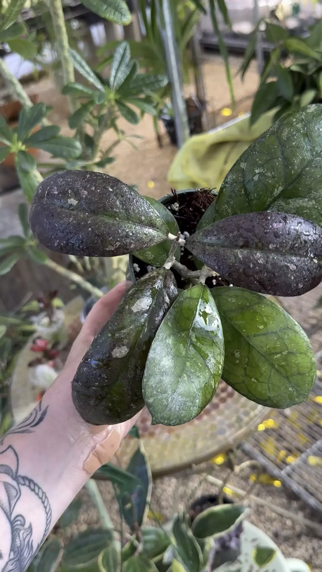 plant/PL568: Hoya Larissa (Finlysonii x Meredithii)-0
