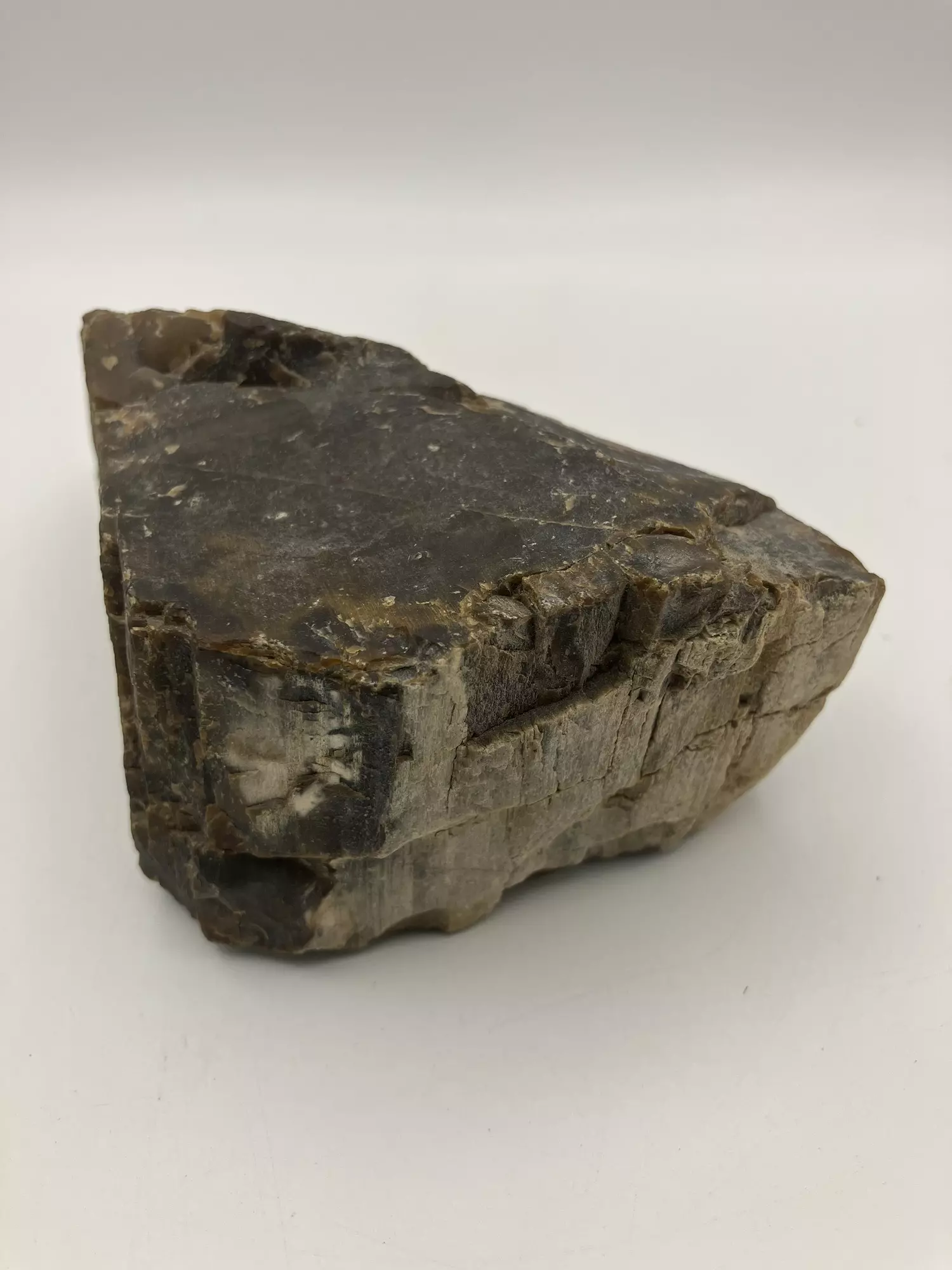 plant/Arizona Petrified Wood - Agatized - 1lb 0.55oz-1