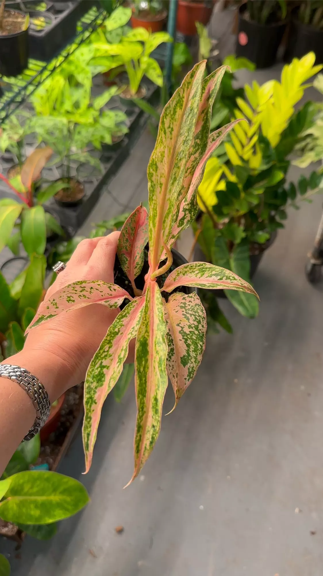 plant/Aglaonema baikaw exact plant-0