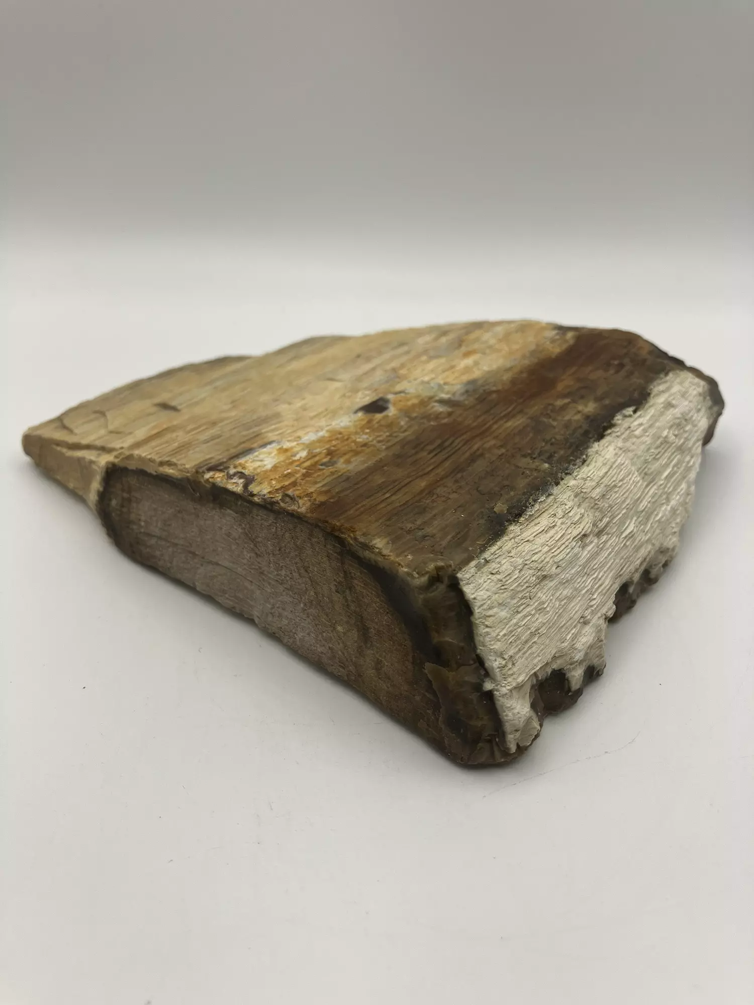 plant/Stinking Water Oak Petrified Wood - Agatized - 1lb 2.50oz-1