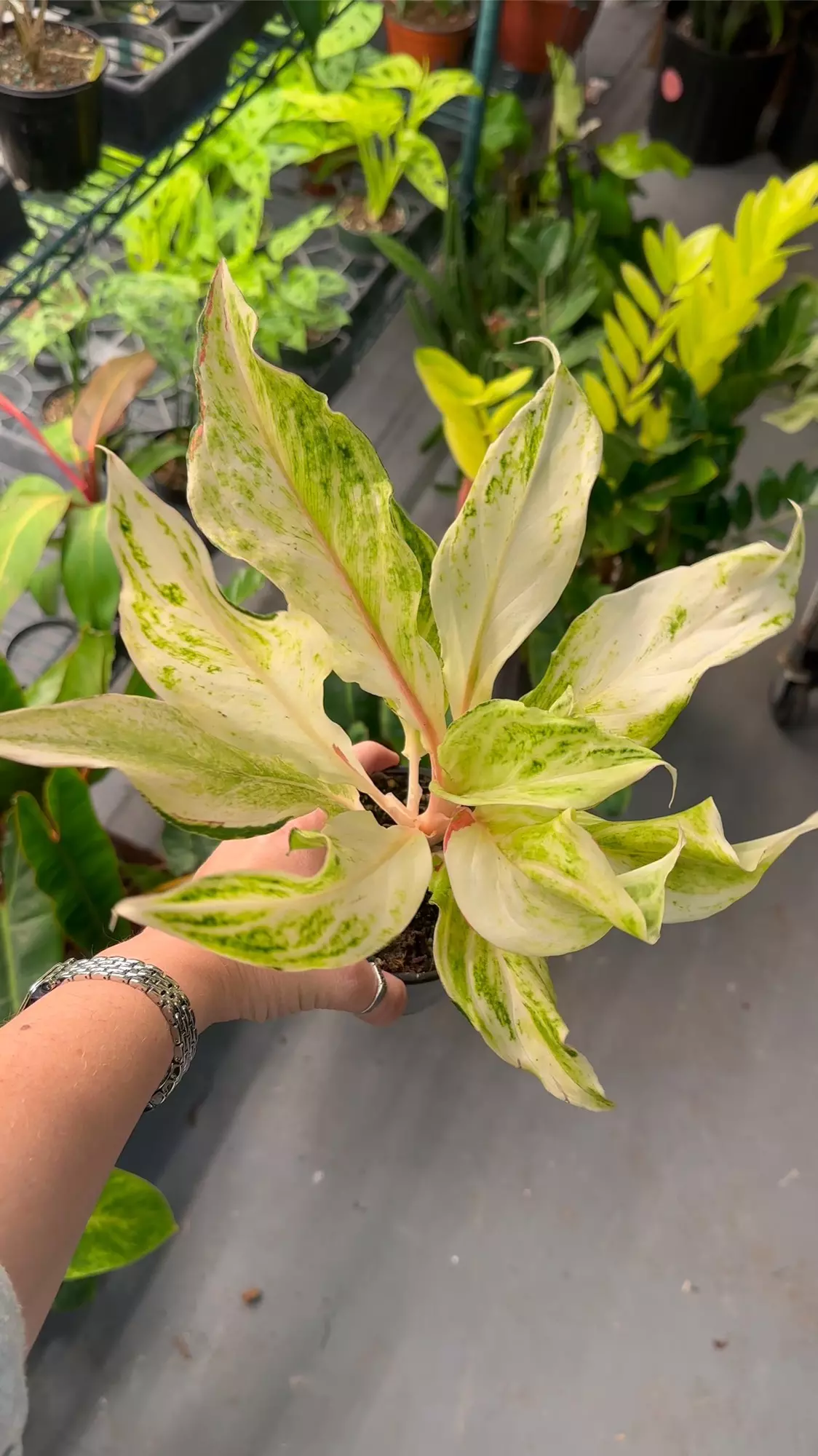 plant/Aglaonema white panama #3 super frilly 😍-0