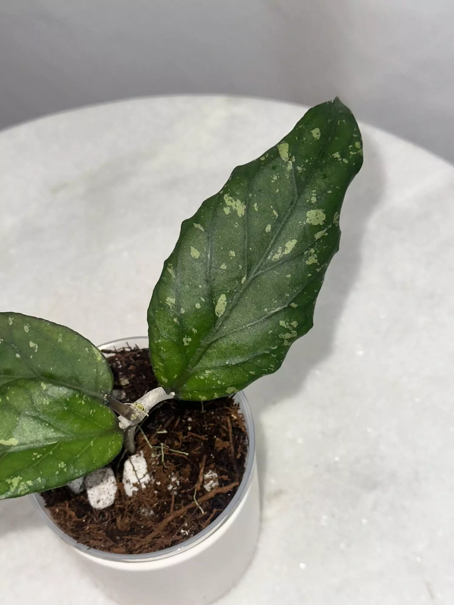 plant/Hoya sp. Takengon (wavy leaf) -3 inch pot-1
