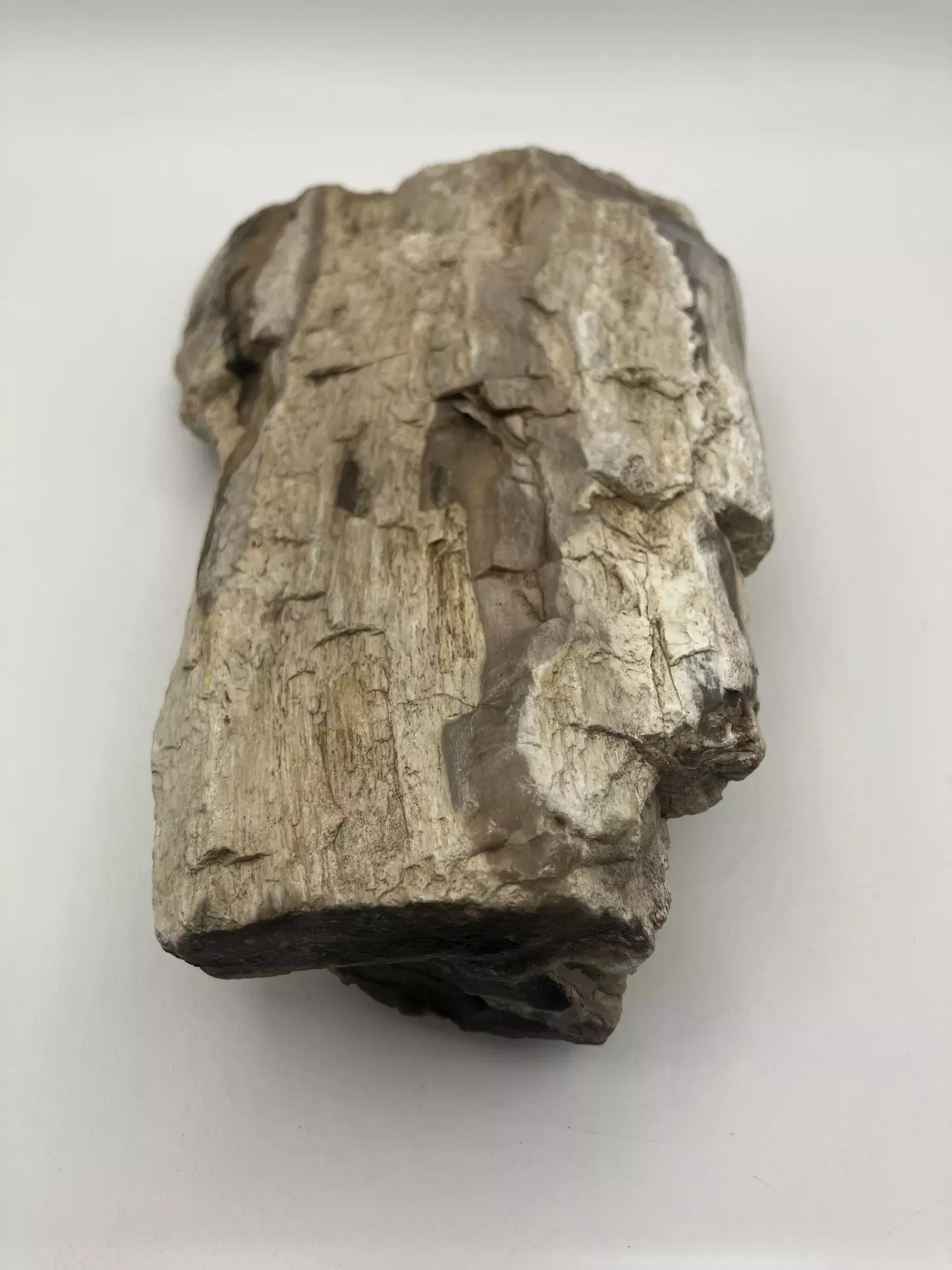 plant/Stinking Water Oak Petrified Wood - Agatized - 1lb 4.90oz-0