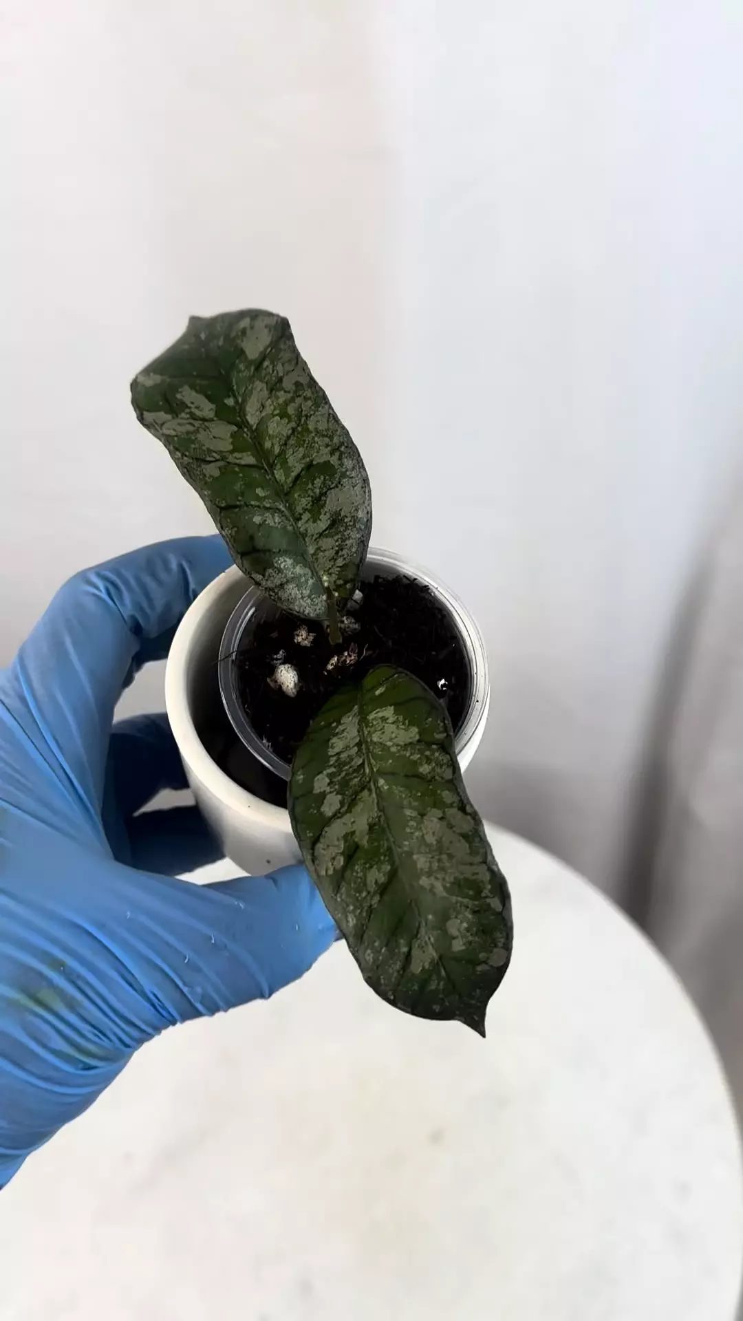 plant/H. sp. Gunung Gading (ghost) - 2.5 inch pot-1