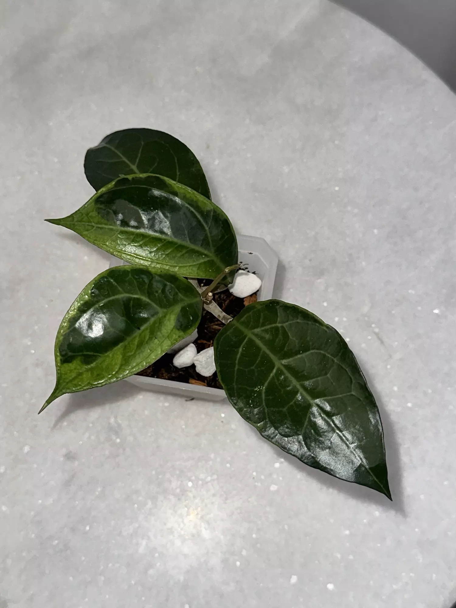 plant/H. verticillata sp. Tanggamus - 3 inch pot-1