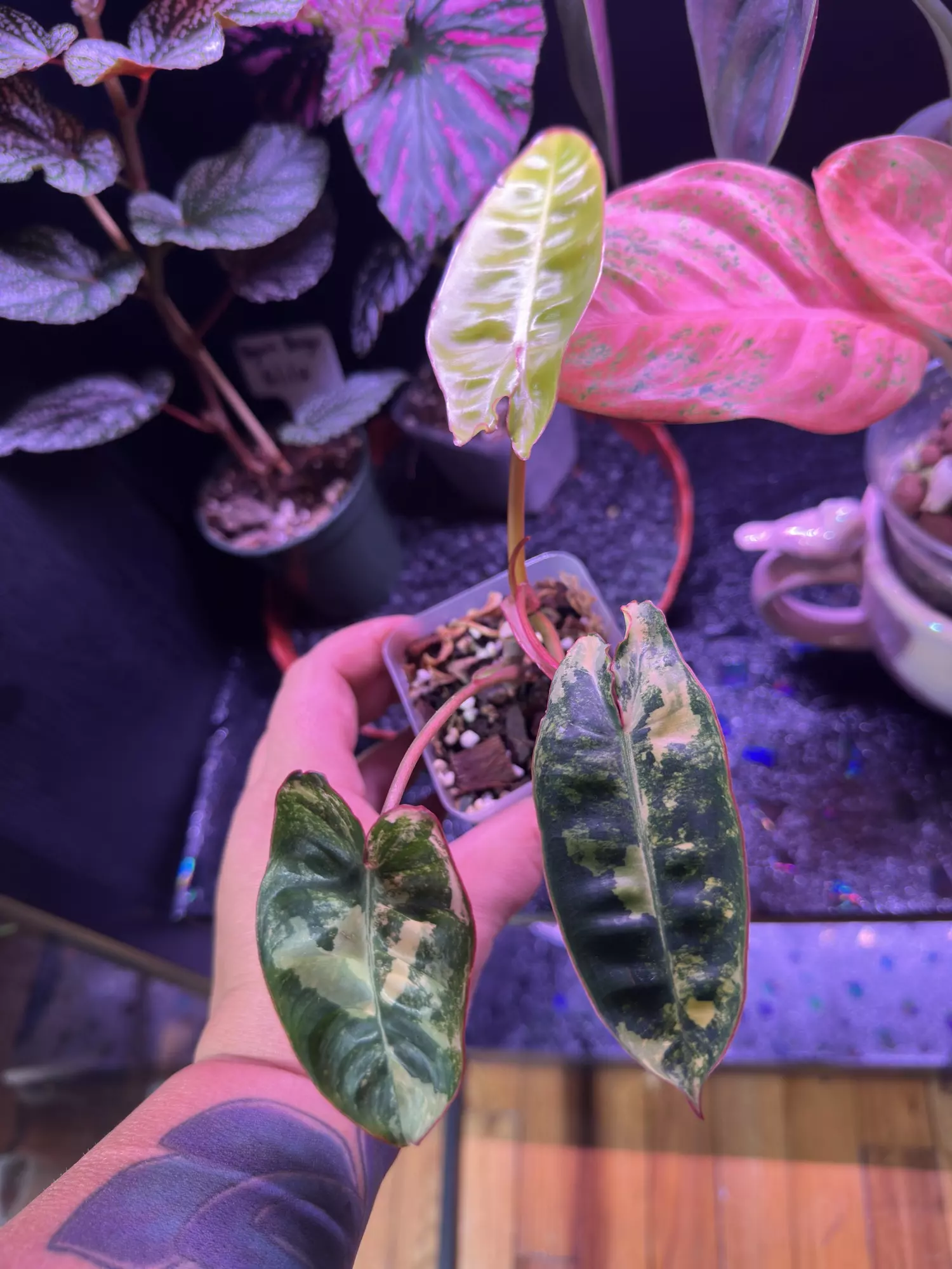 plant/Variegated Billie-0