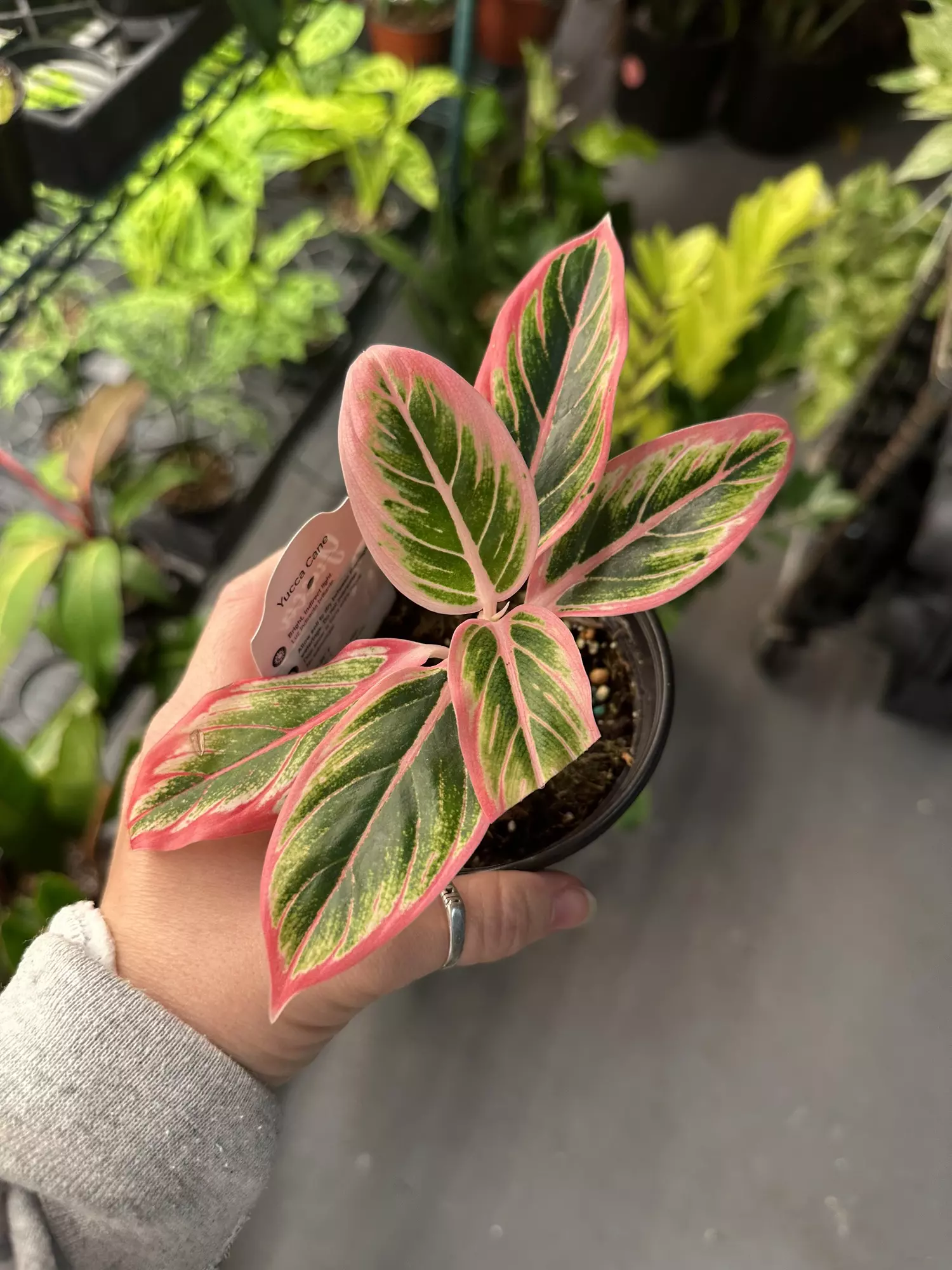 plant/Aglaonema lotus delight #1 -0