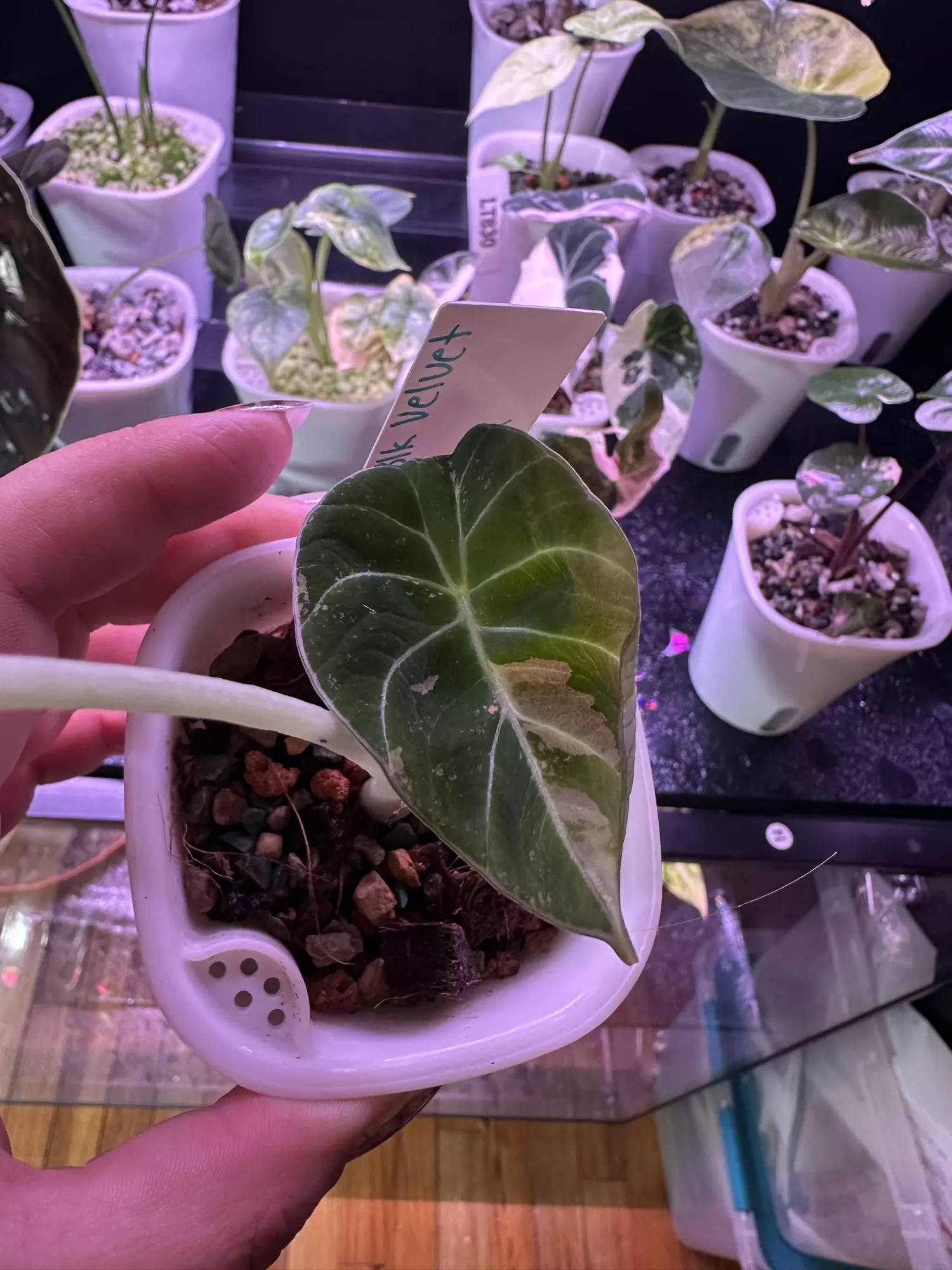 plant/Pink Black Velvet -0