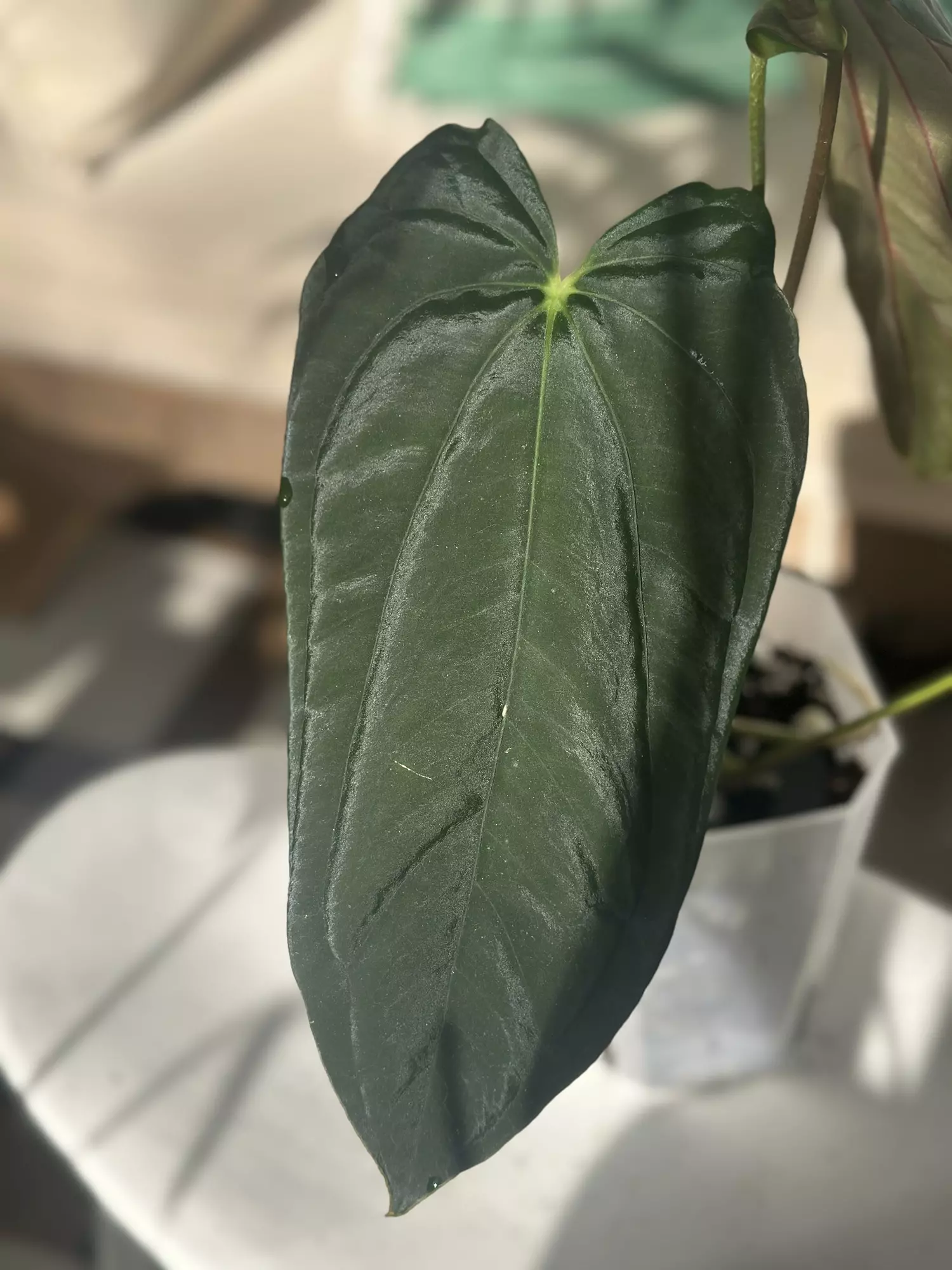 plant/BVEP x Soul Reaper-3