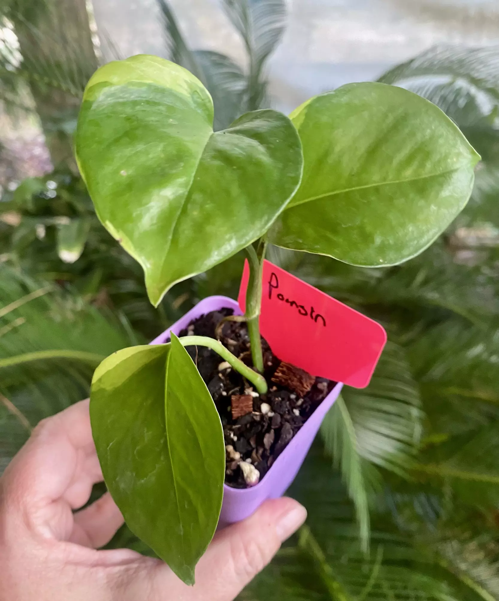 plant/Poonsin Pothos-0