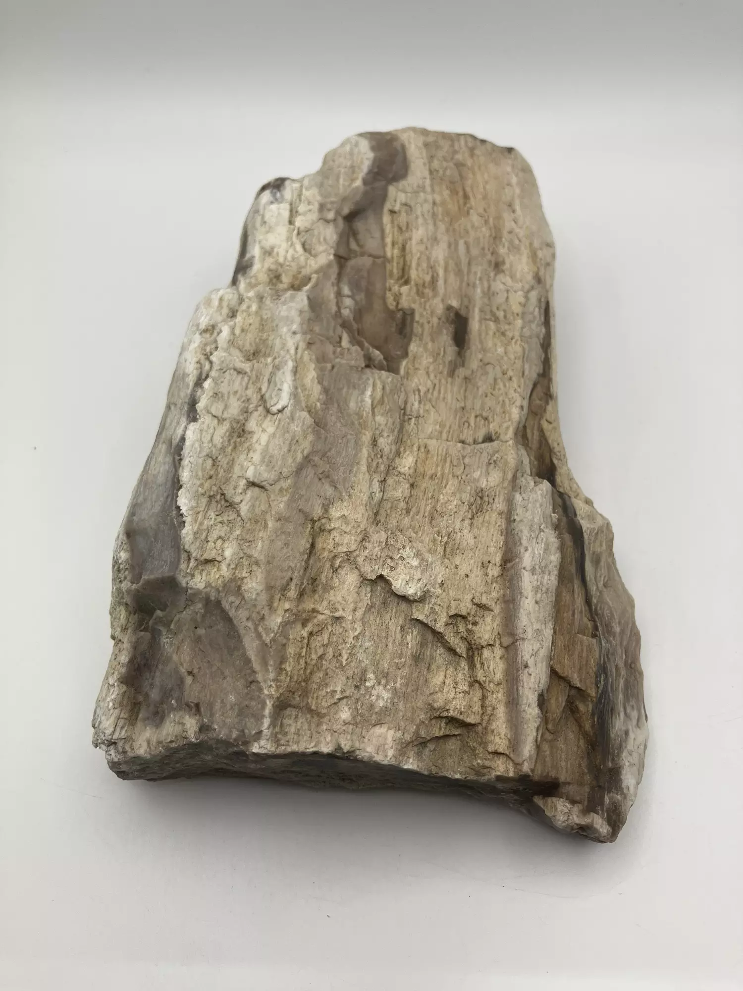plant/Stinking Water Oak Petrified Wood - Agatized - 1lb 4.90oz-1