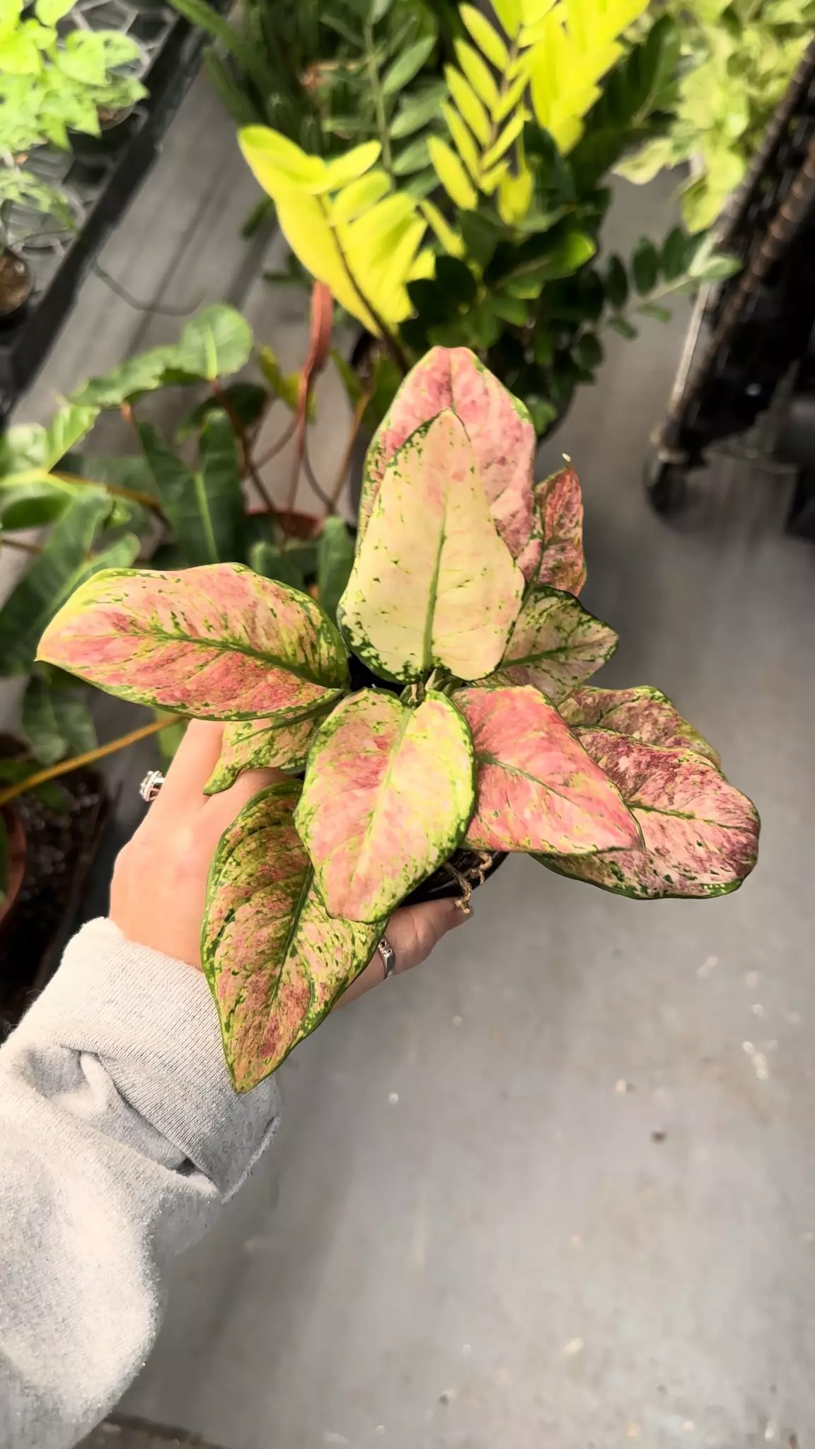 plant/Aglaonema cotton candy #2-0
