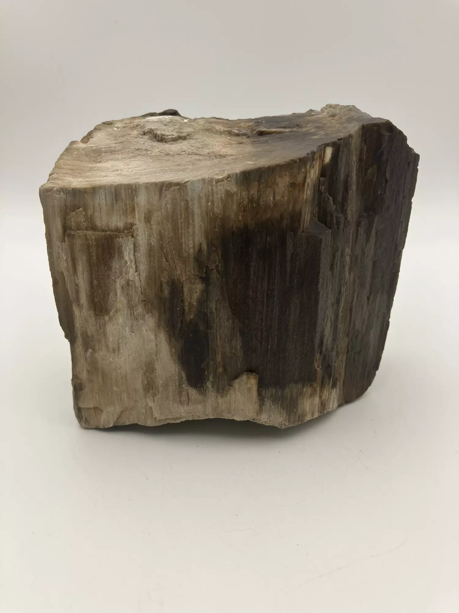 plant/Mcdermitt Petrified Wood - Agatized - 1lb 4.25oz-0
