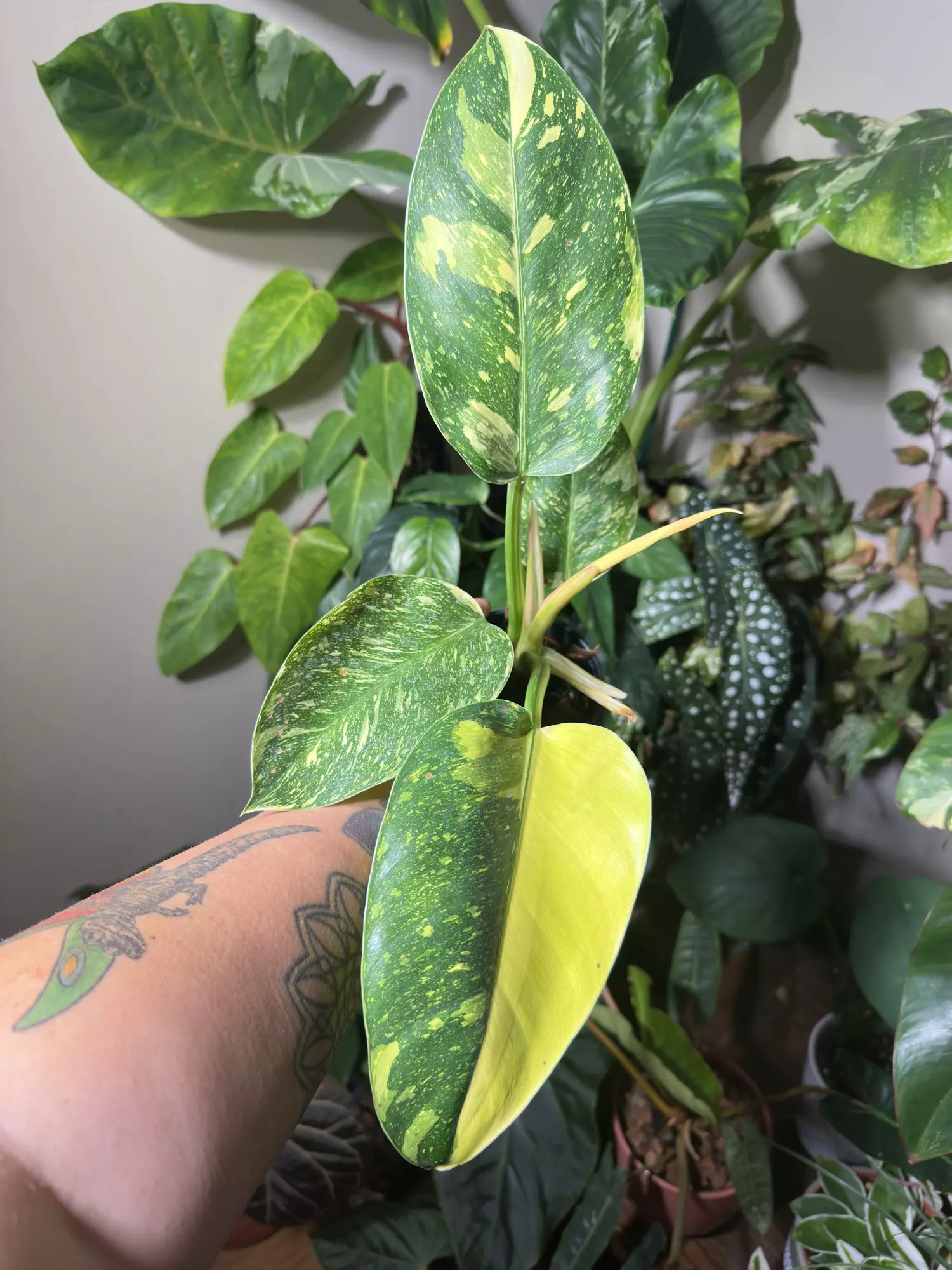 plant/Nuclear Green Congo-0