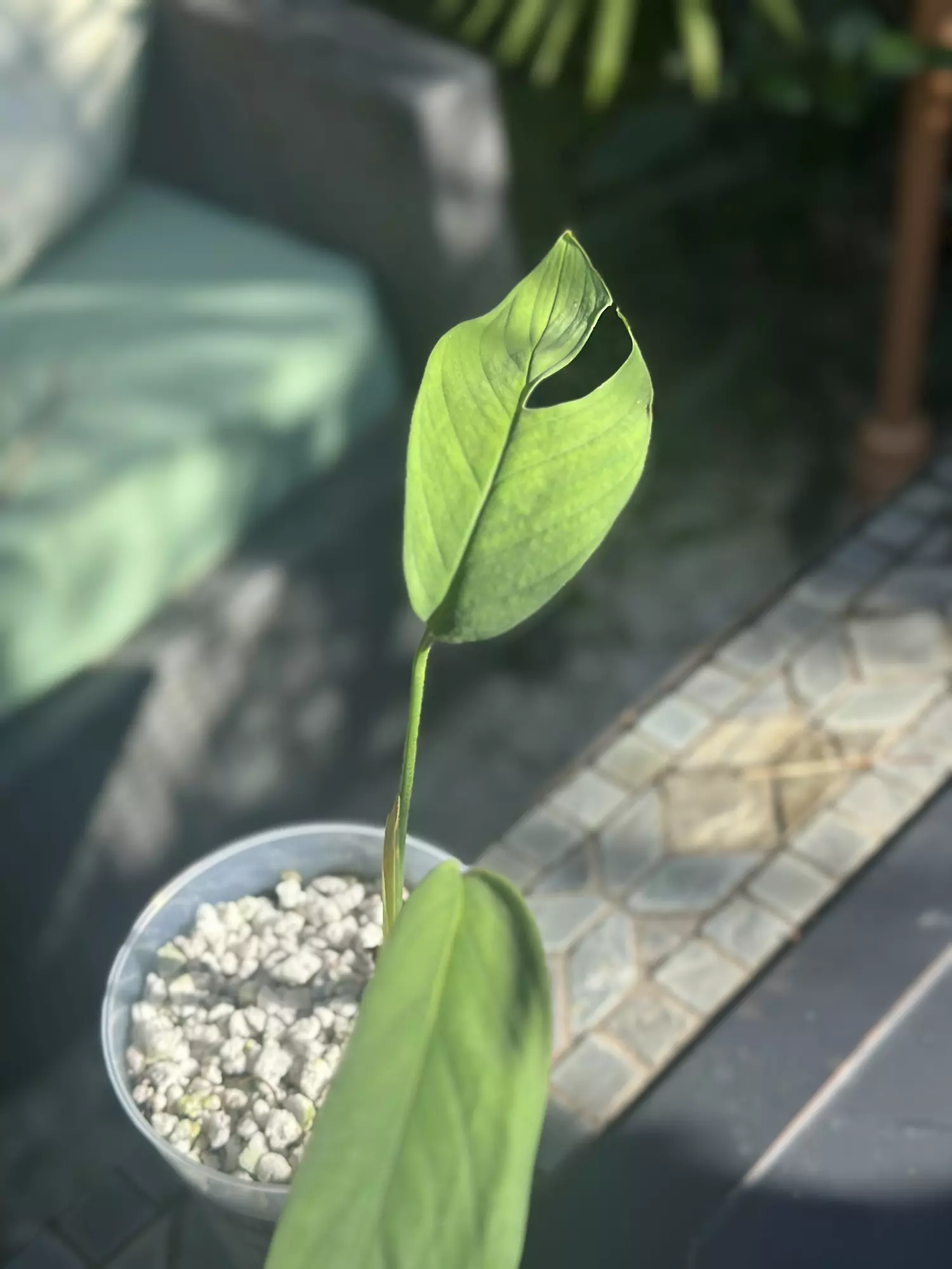 plant/Monstera Croatii-1