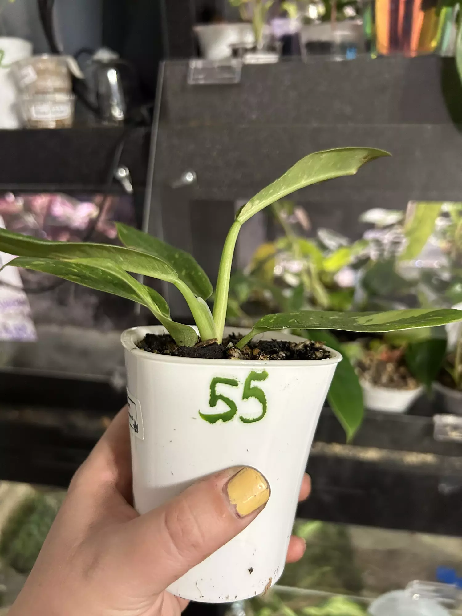 plant/Philodendron Ring of Fire 55-1