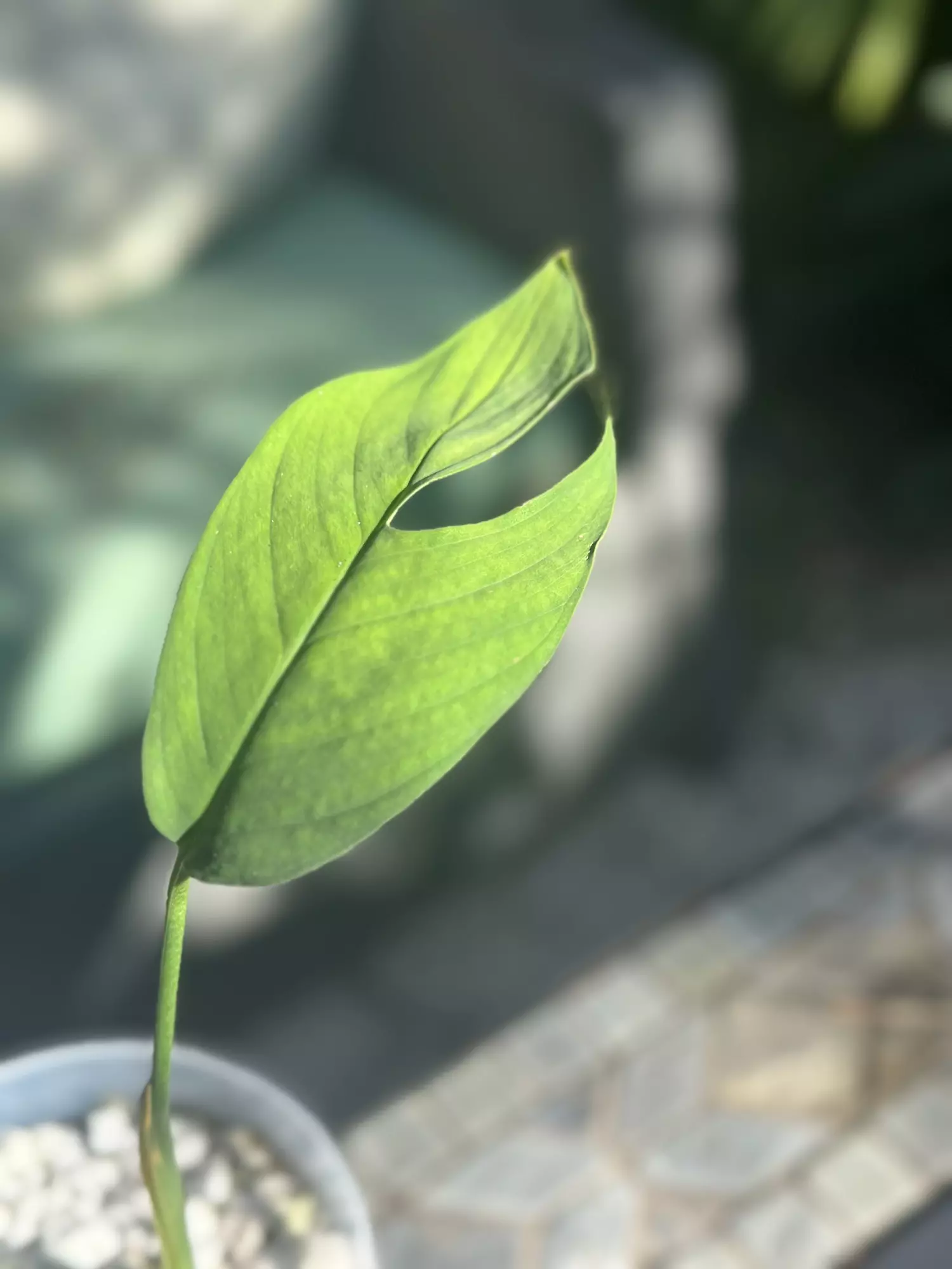 plant/Monstera Croatii-2