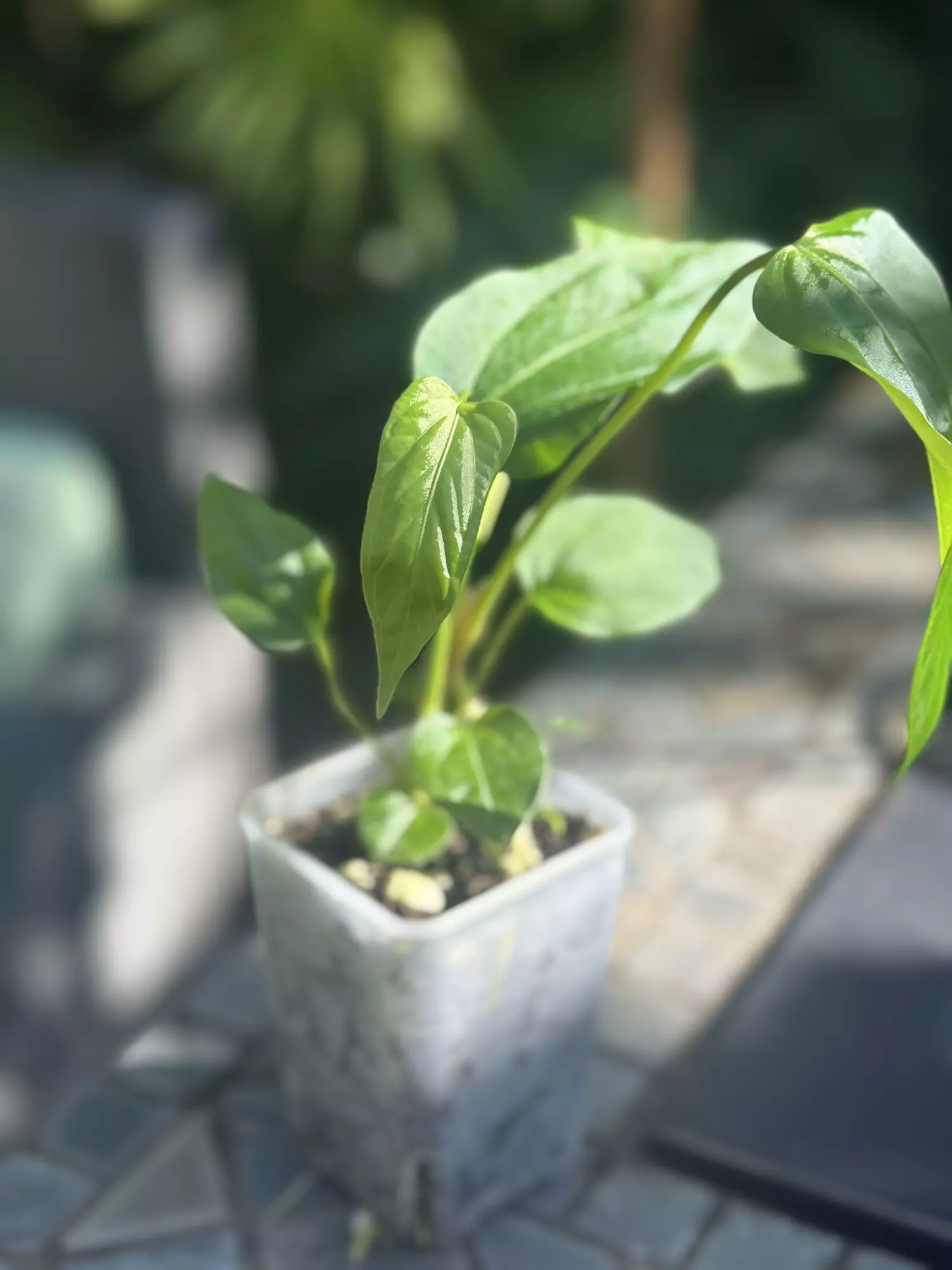 plant/HB. Soul Reaper x Rioclarense Wild Hybrid-1