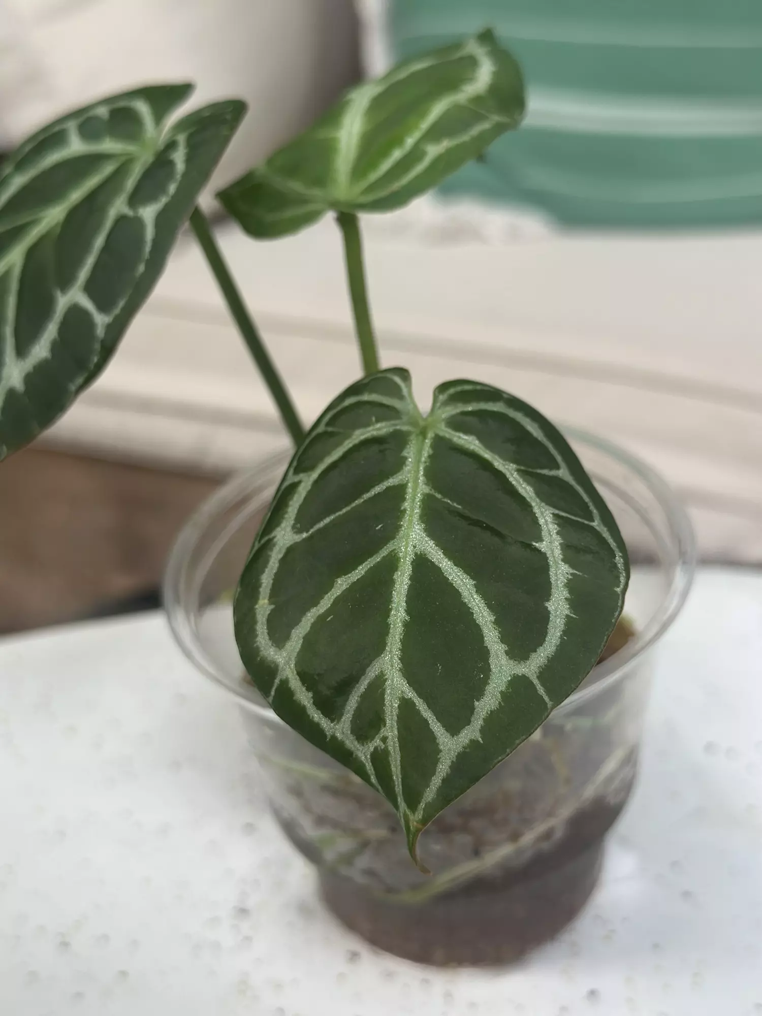 plant/Cape Oasis clone-1