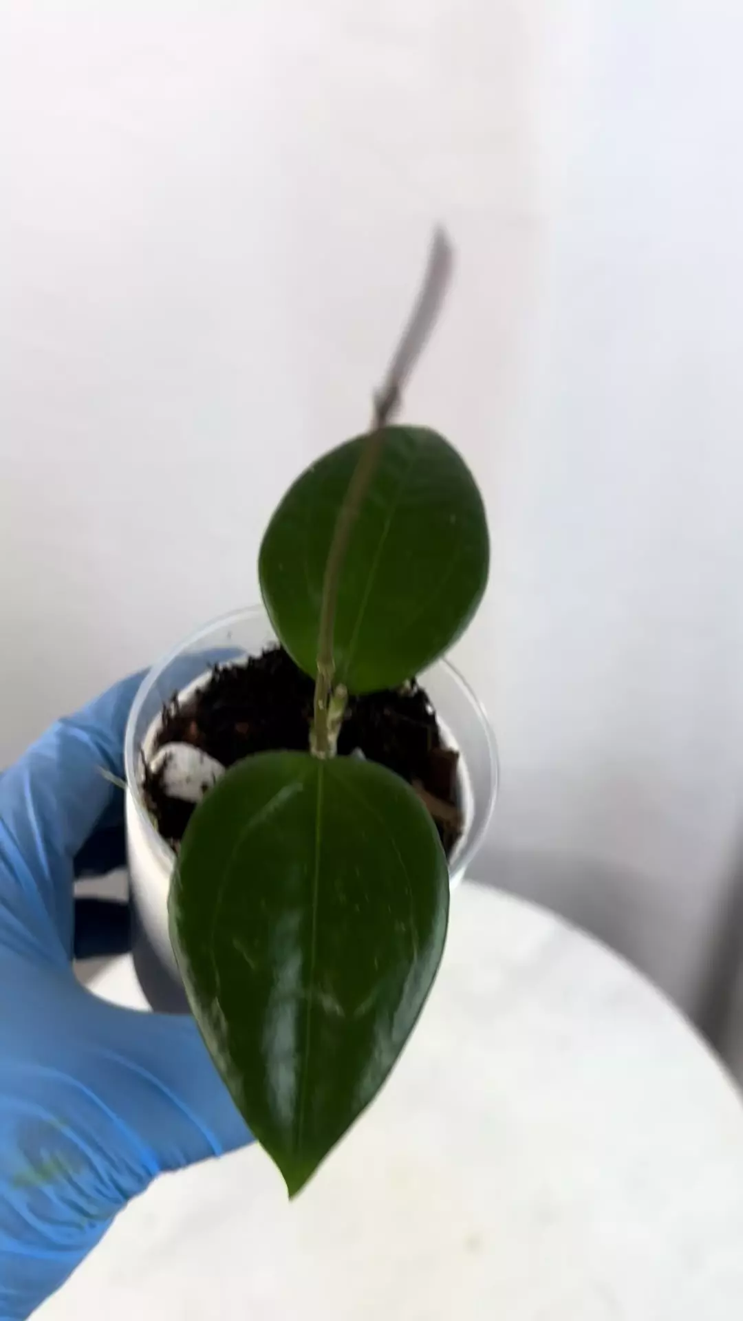 plant/Hoya RHM 932- SR2 ‘Shelby’ - 3 inch pot-1