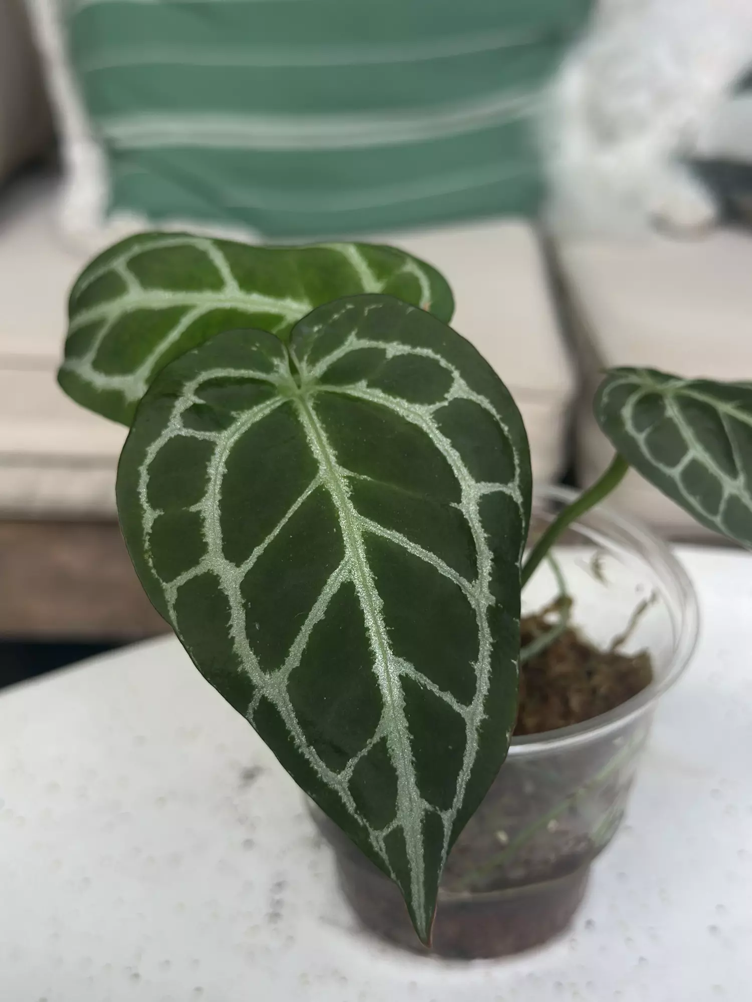 plant/Cape Oasis clone-0