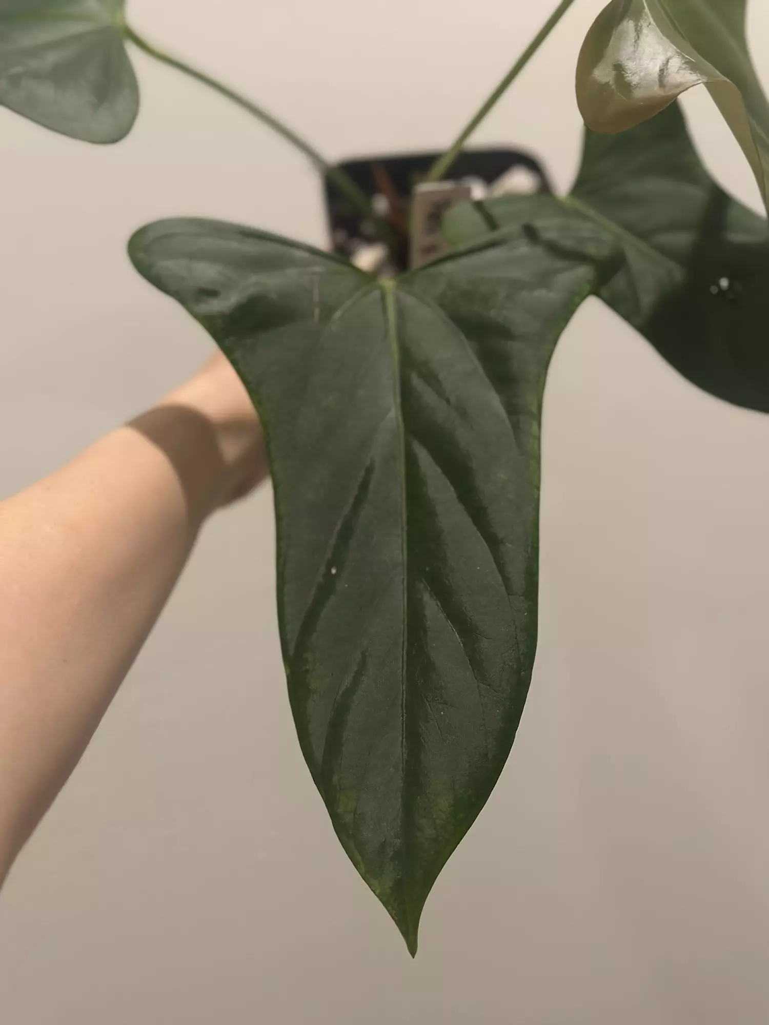 plant/RA Port x Rotundatum-0