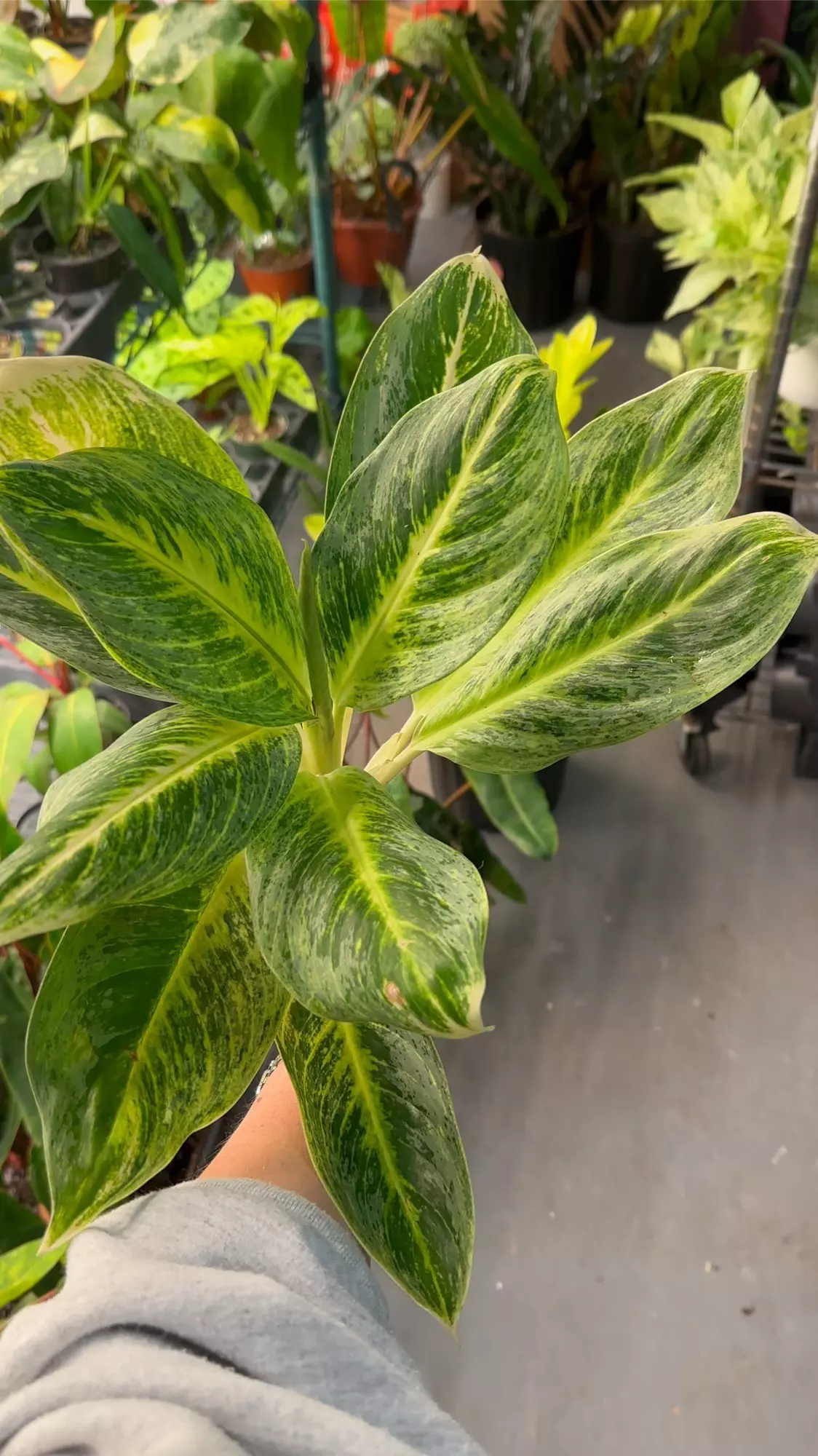 plant/Aglaonema honey lemon exact plant-0