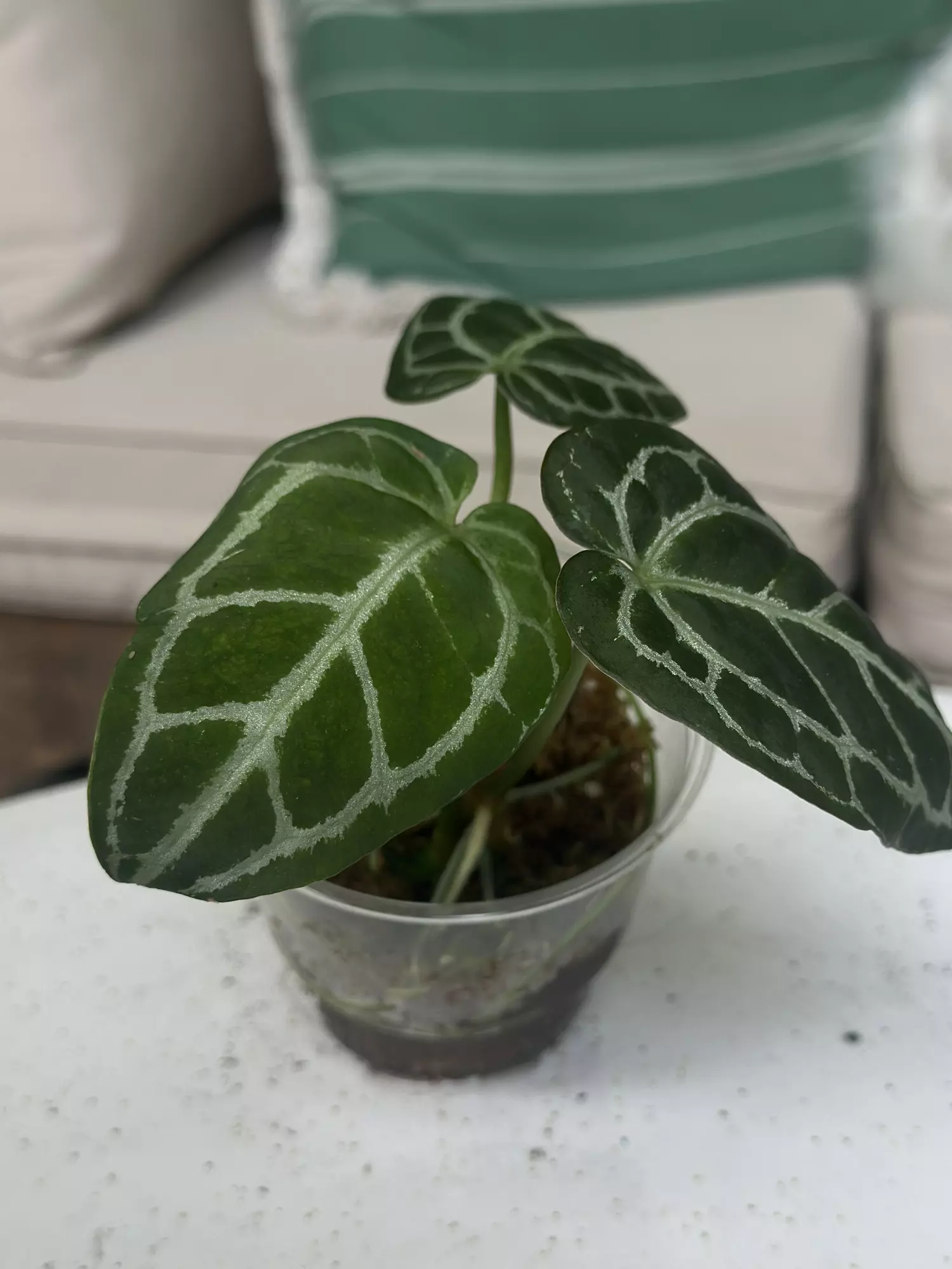 plant/Cape Oasis clone-2