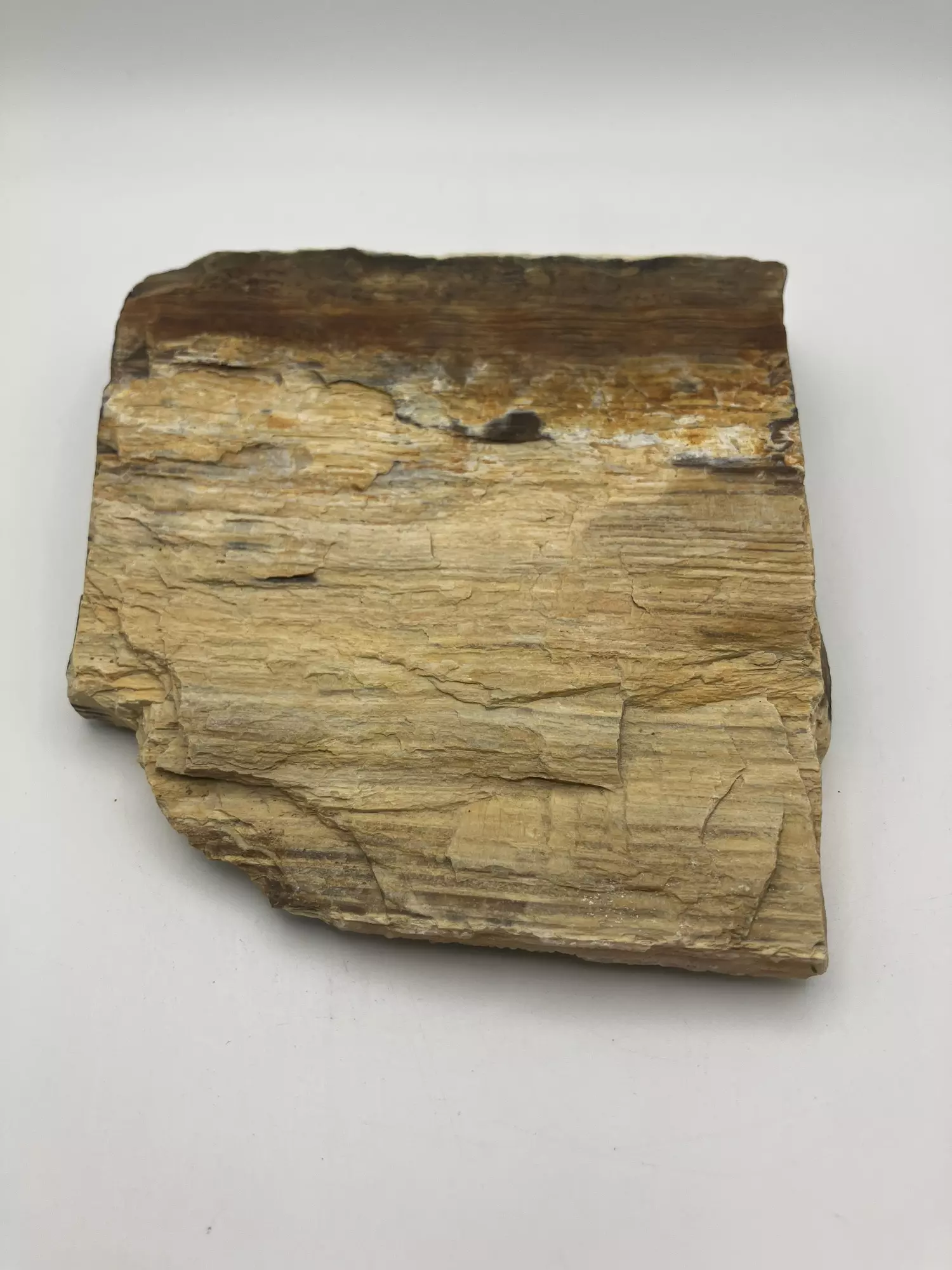plant/Stinking Water Oak Petrified Wood - Agatized - 1lb 2.50oz-0