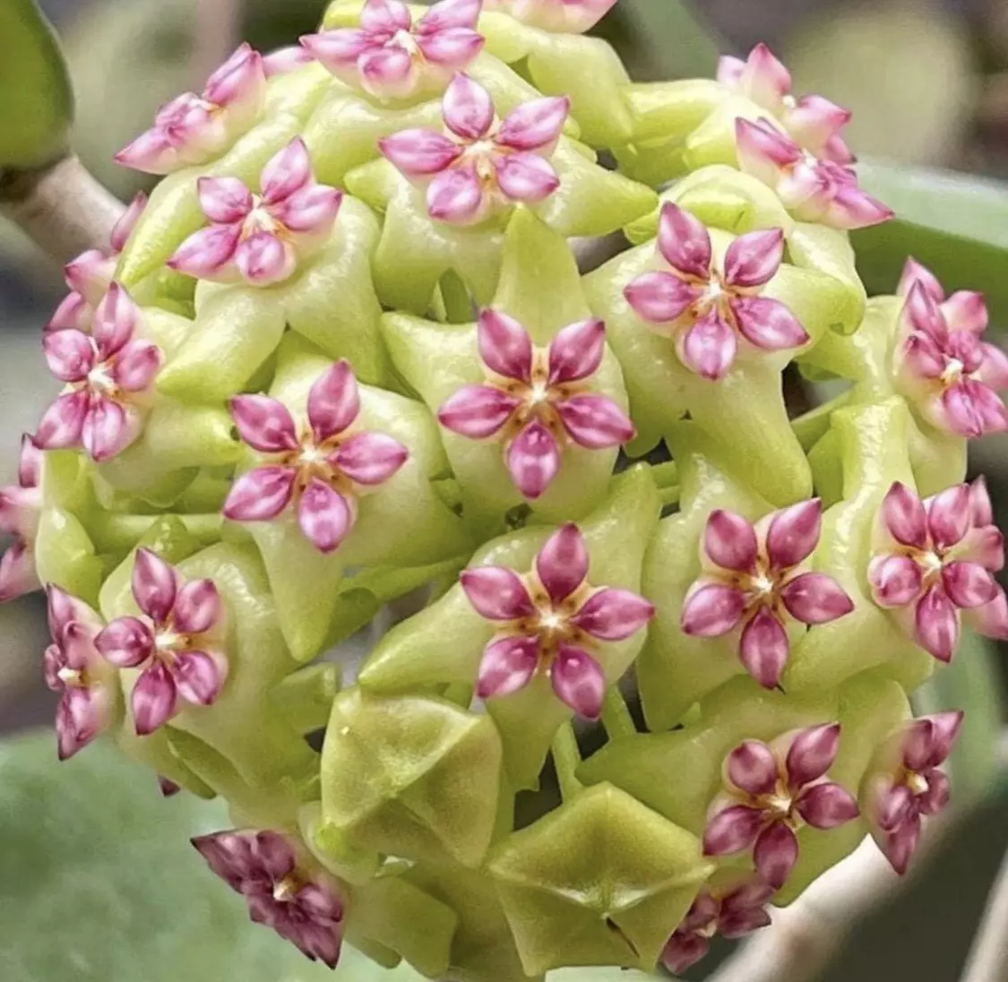 plant/H. ‘Cotton Candy’ - 3 inch pot-2