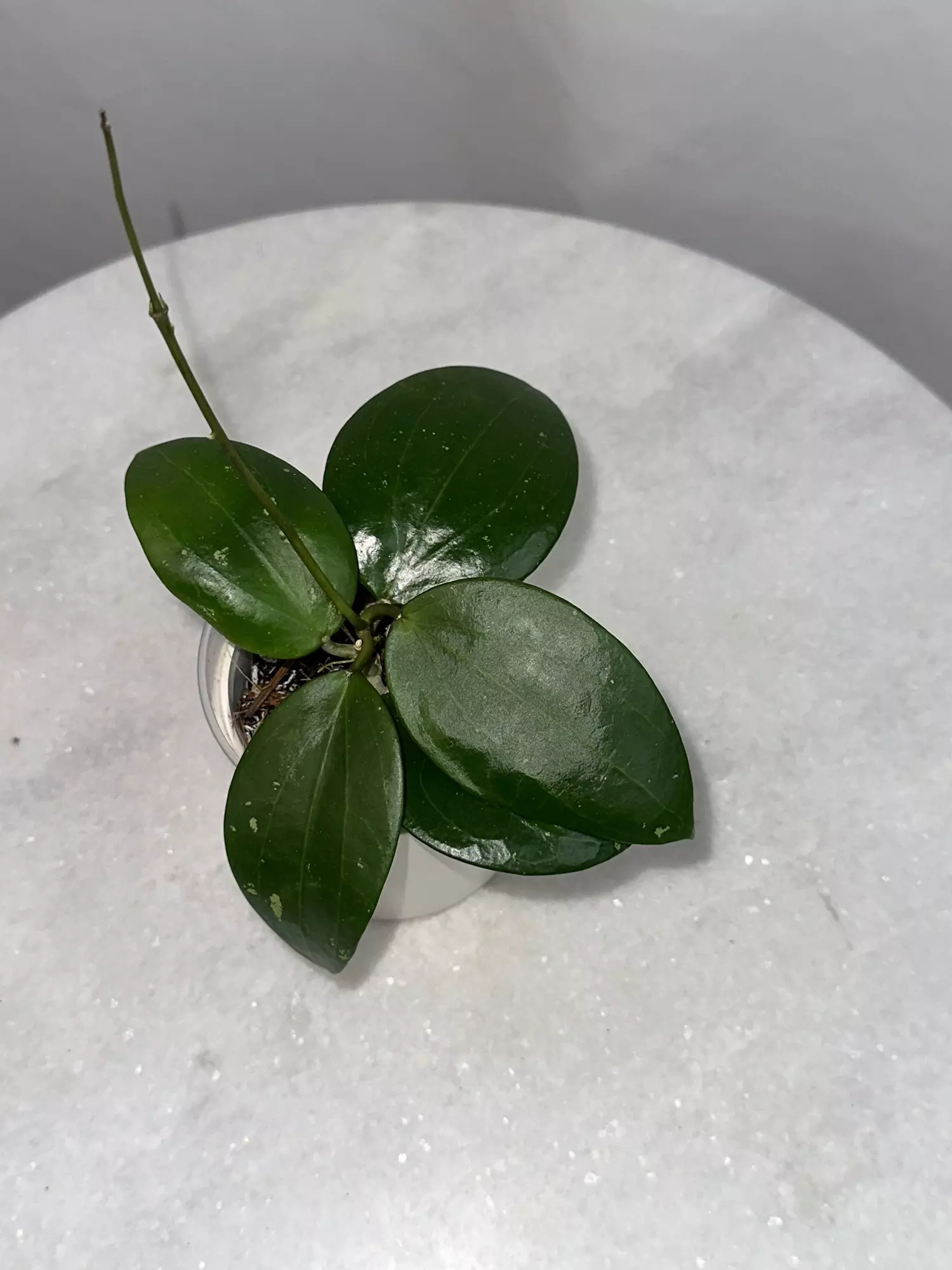 plant/H. ‘Genieve’ - 3 inch pot-1