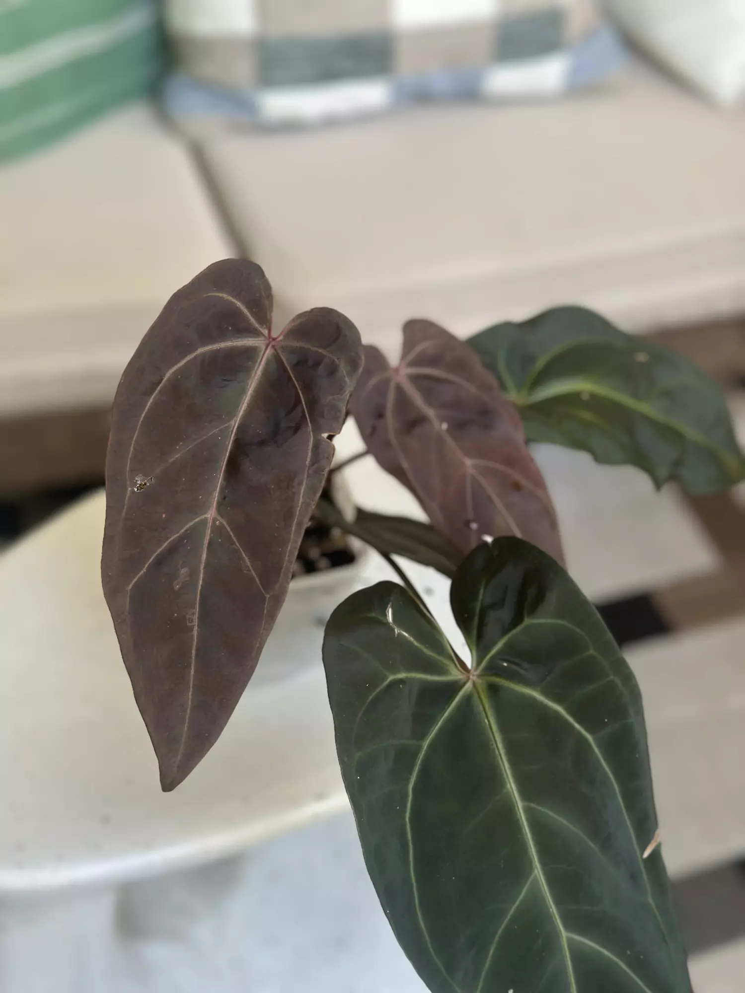 plant/Dark and Handsome x Red Velvet-1