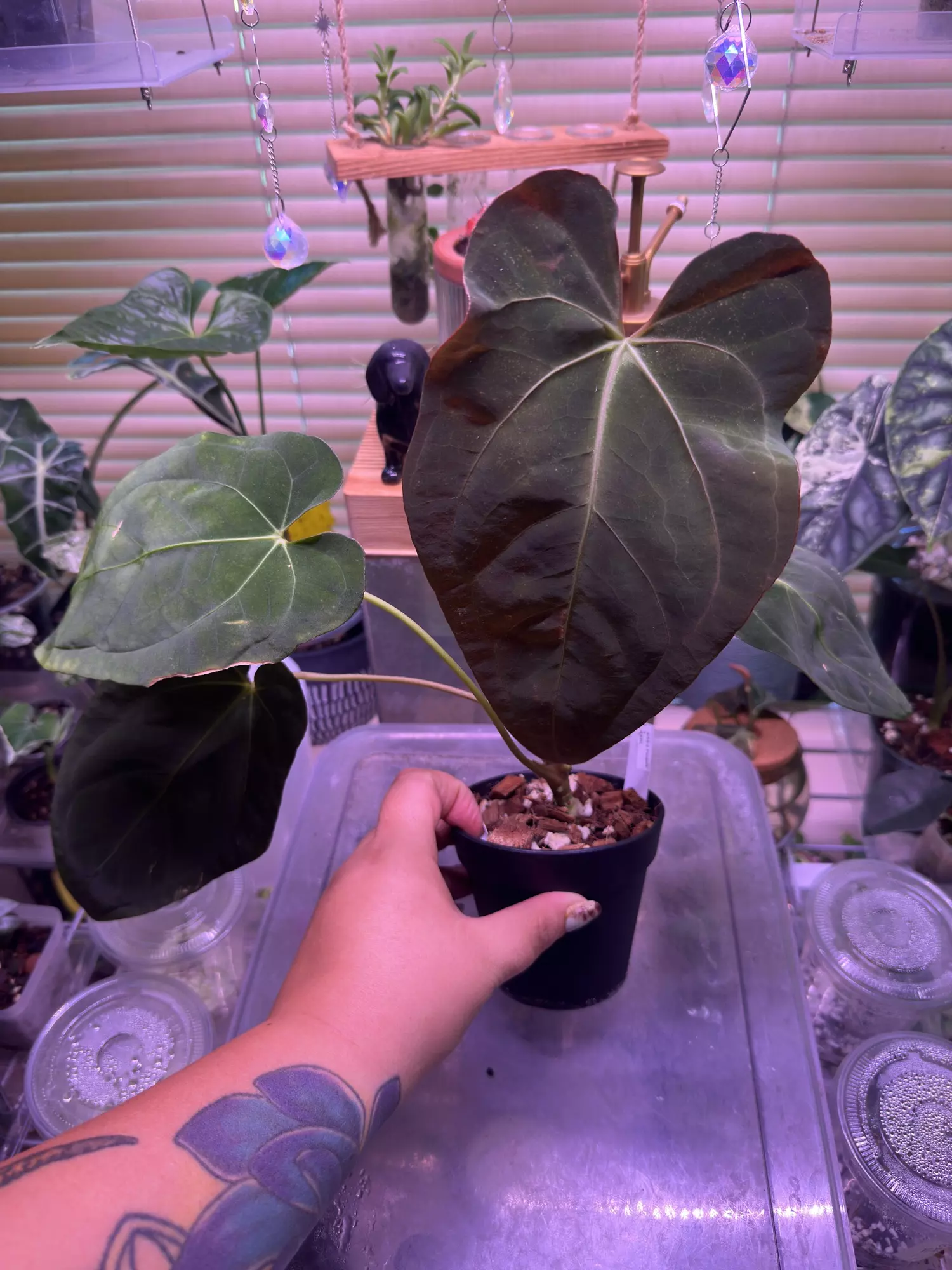 plant/[AOSXForgettii] x FSRL-0