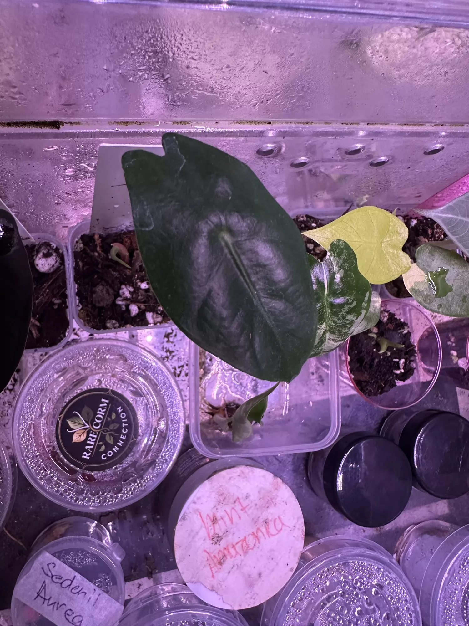 plant/Pink Polly Revert-0