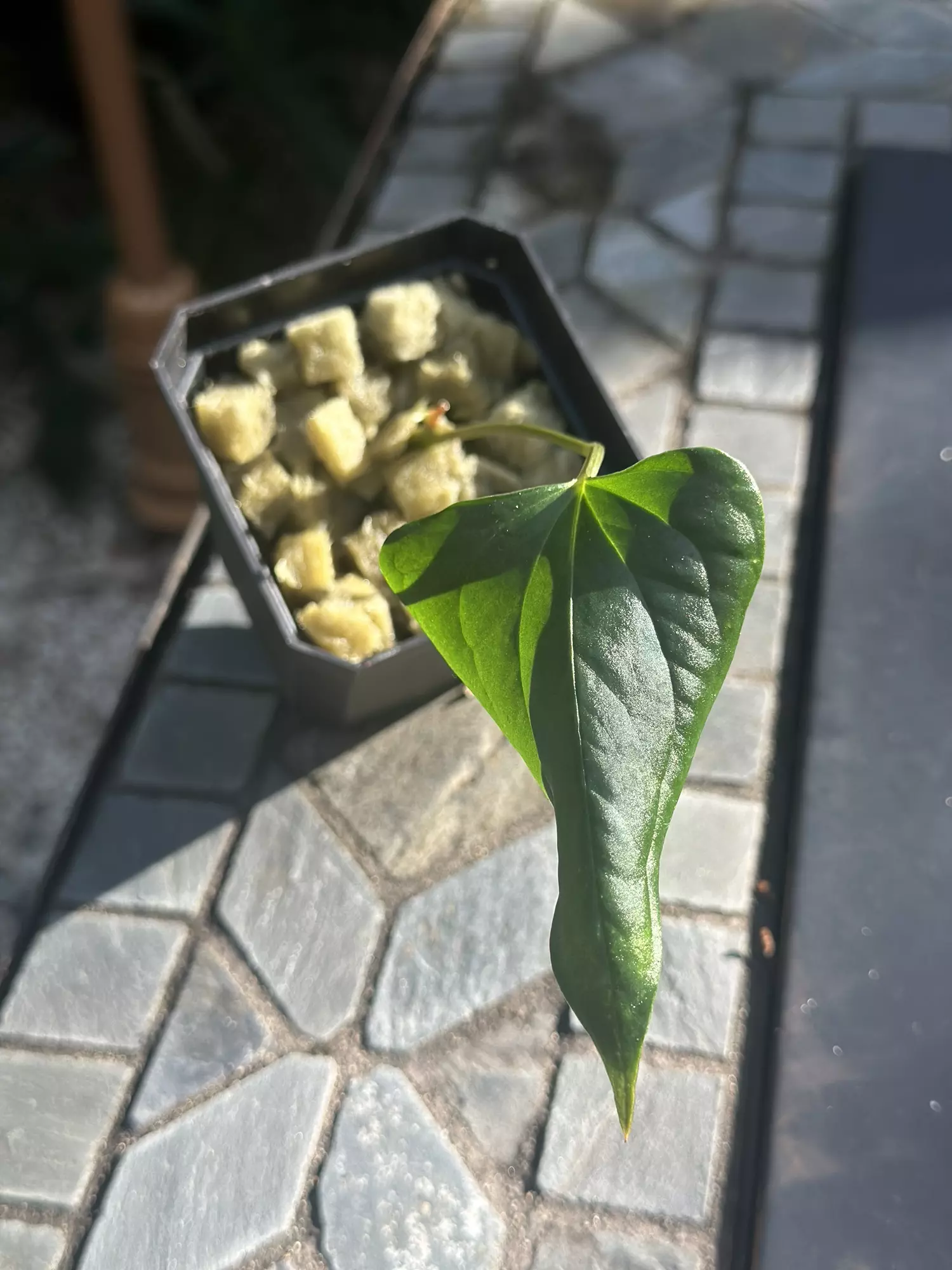 plant/Ochranthum Ft Sherman “Vesper”-0
