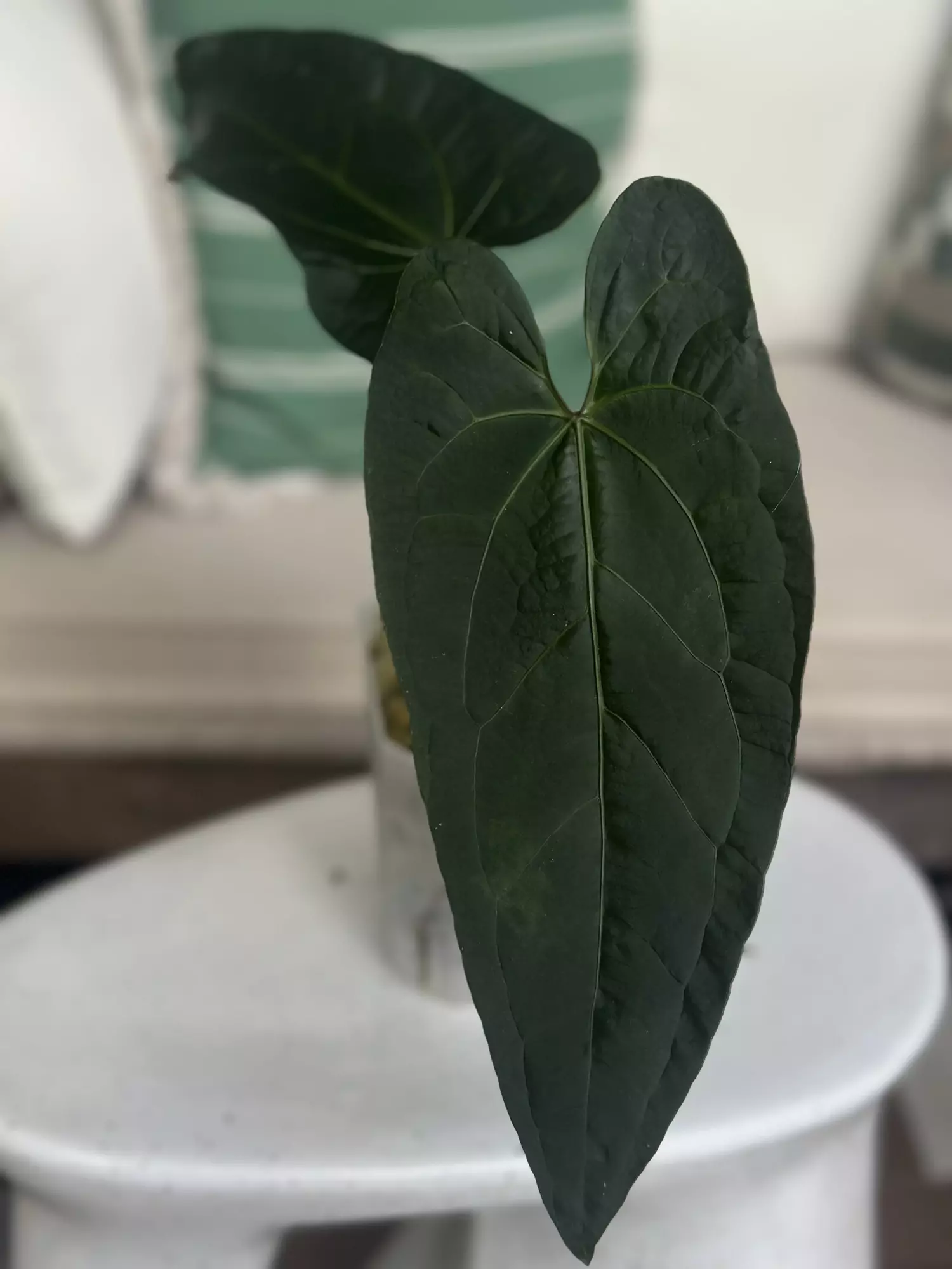 plant/HB. Ochranthum x RA pap/Lux-0