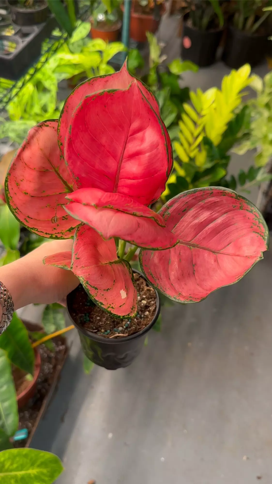 plant/Aglaonema sweet candy exact plant -0