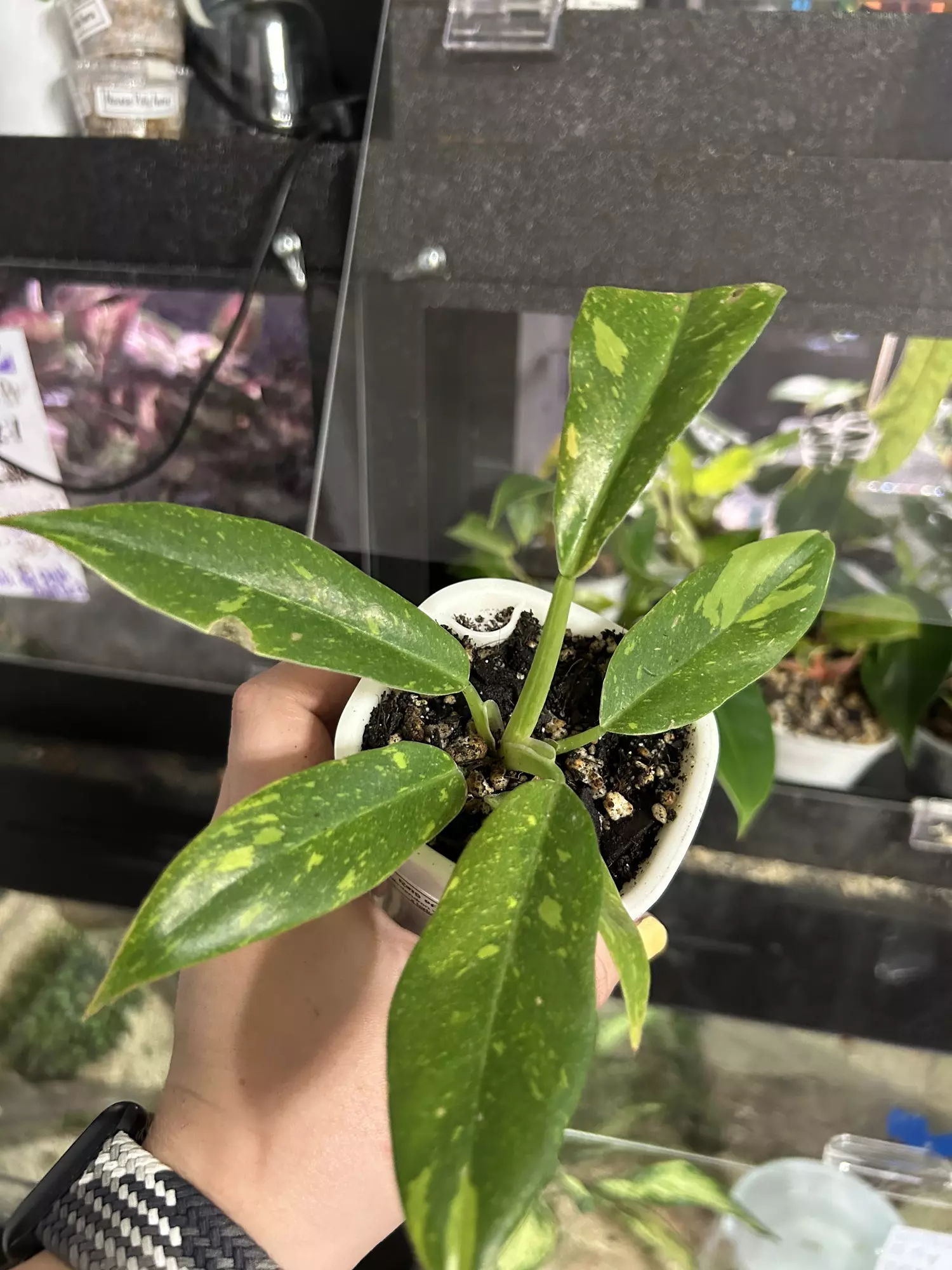 plant/Philodendron Ring of Fire 55-0