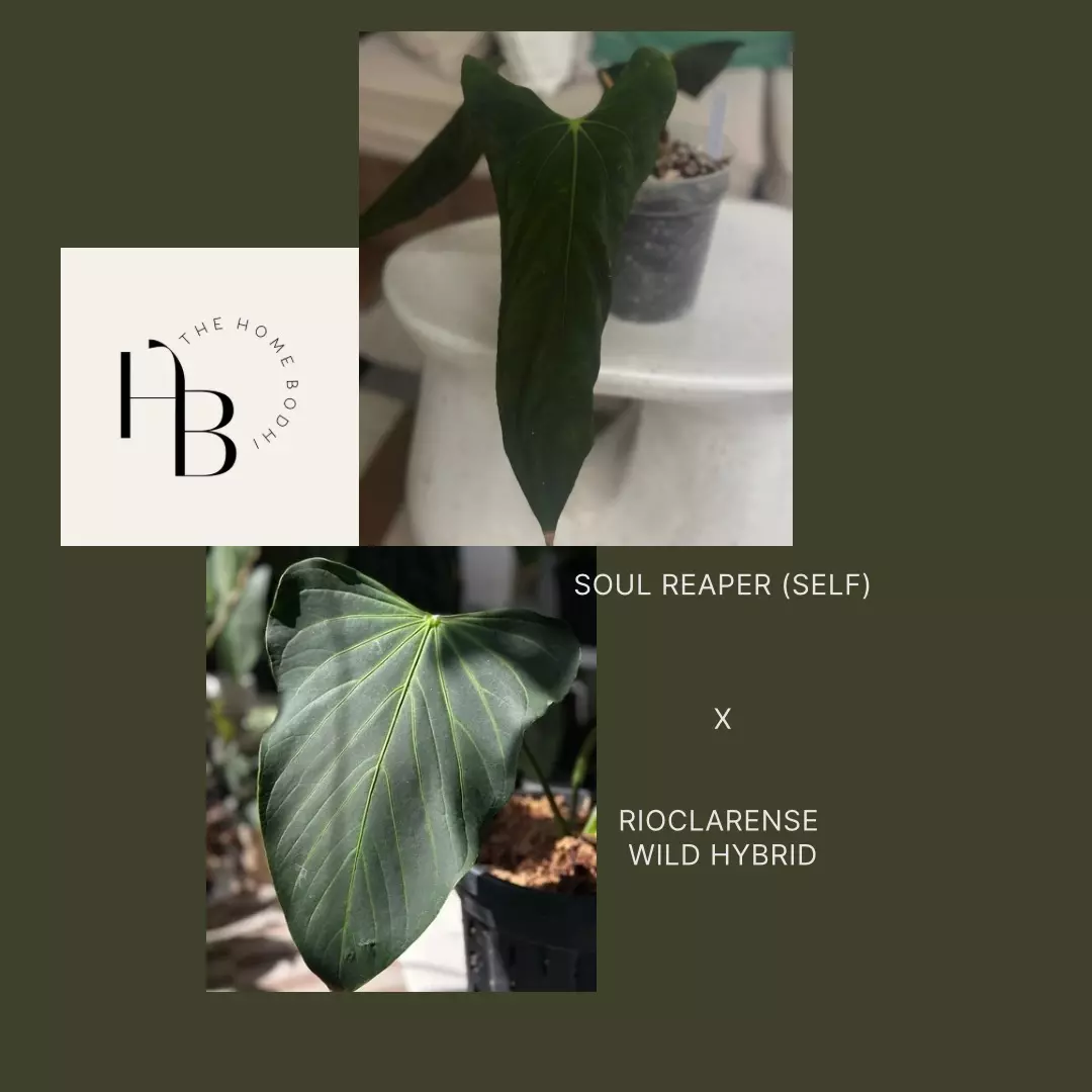 plant/HB. Soul Reaper x Rioclarense Wild Hybrid-4