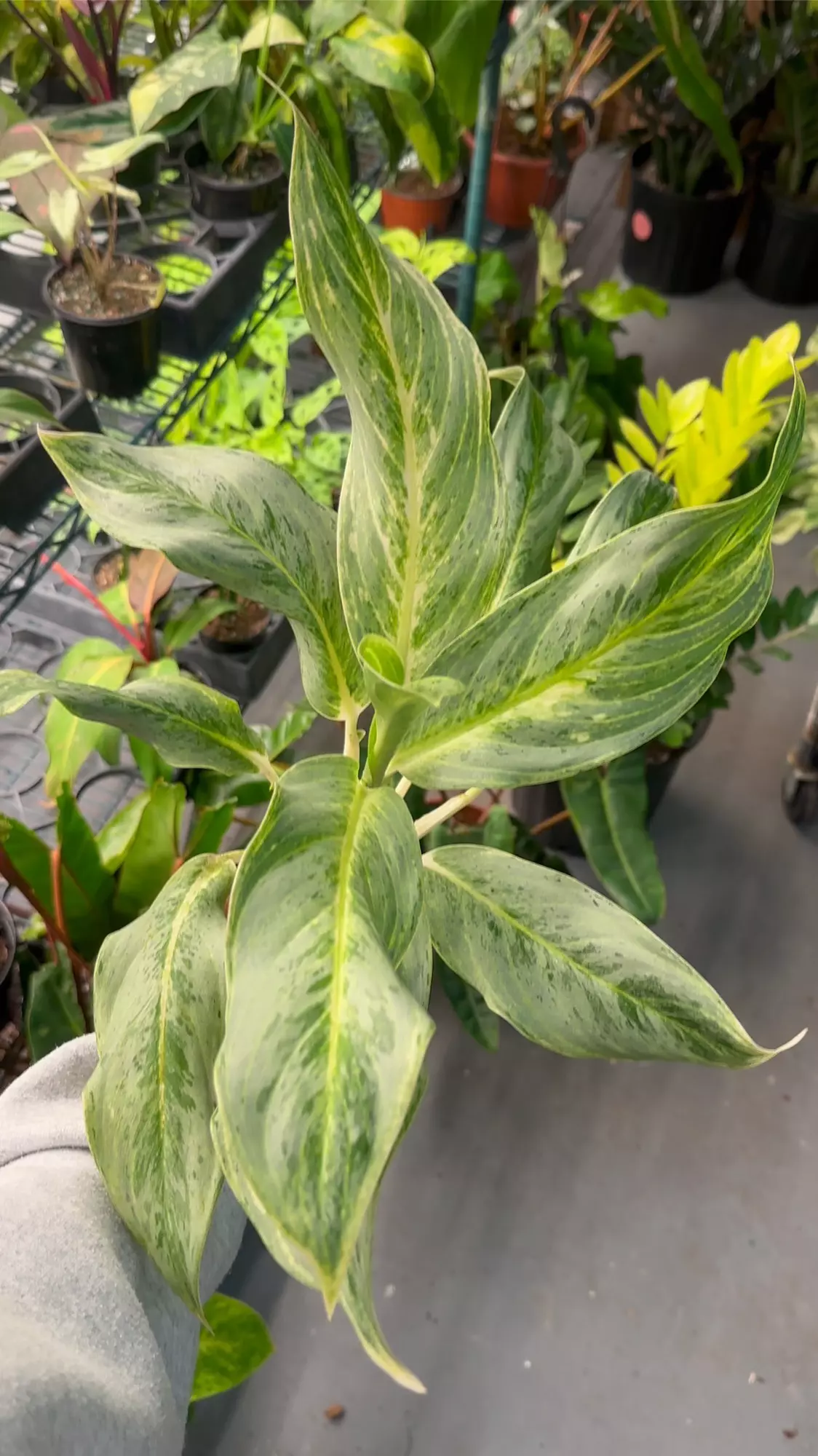 plant/Aglaonema white romance exact plant-0
