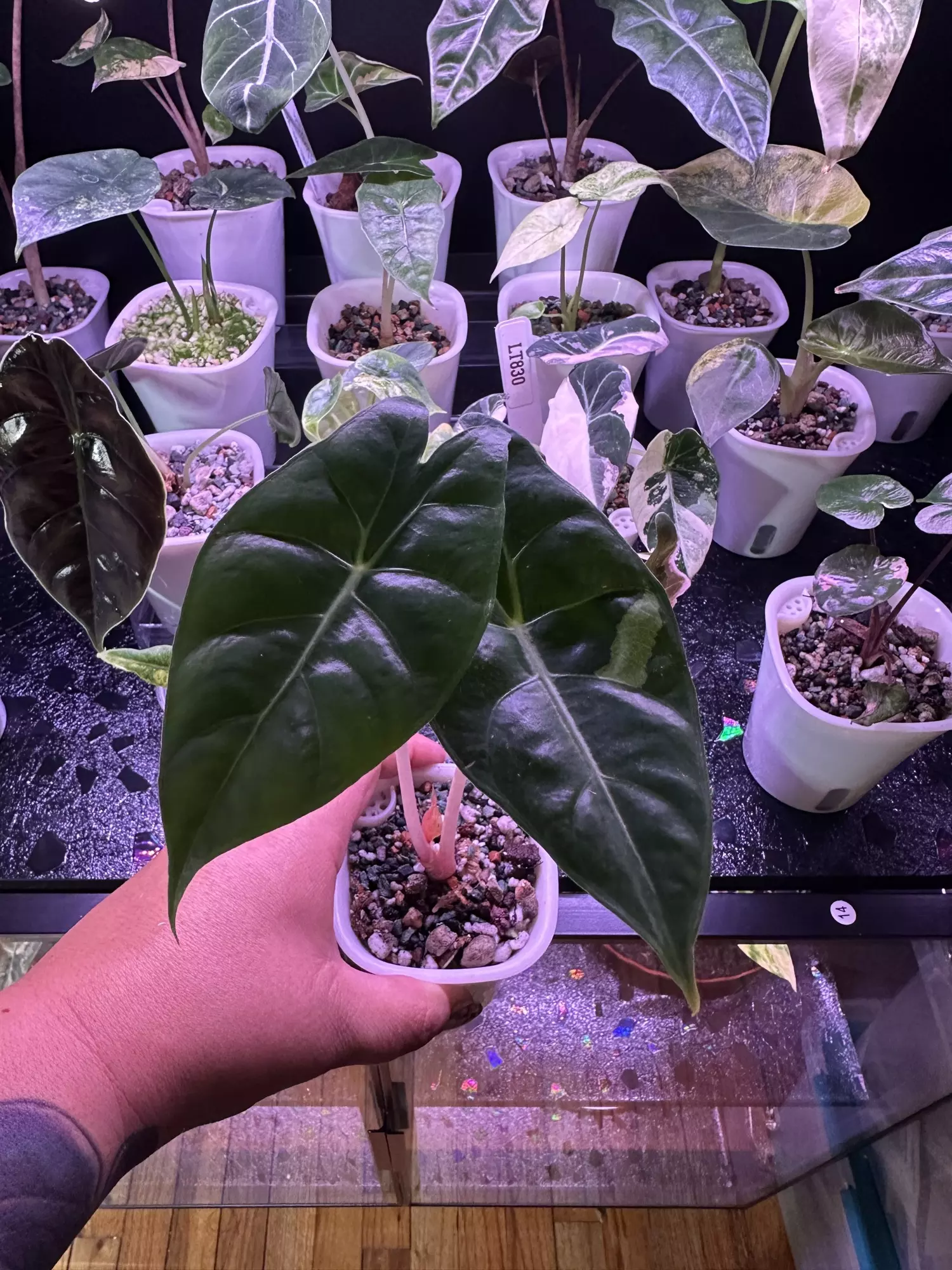 plant/Sport Var Pink Dragon-0