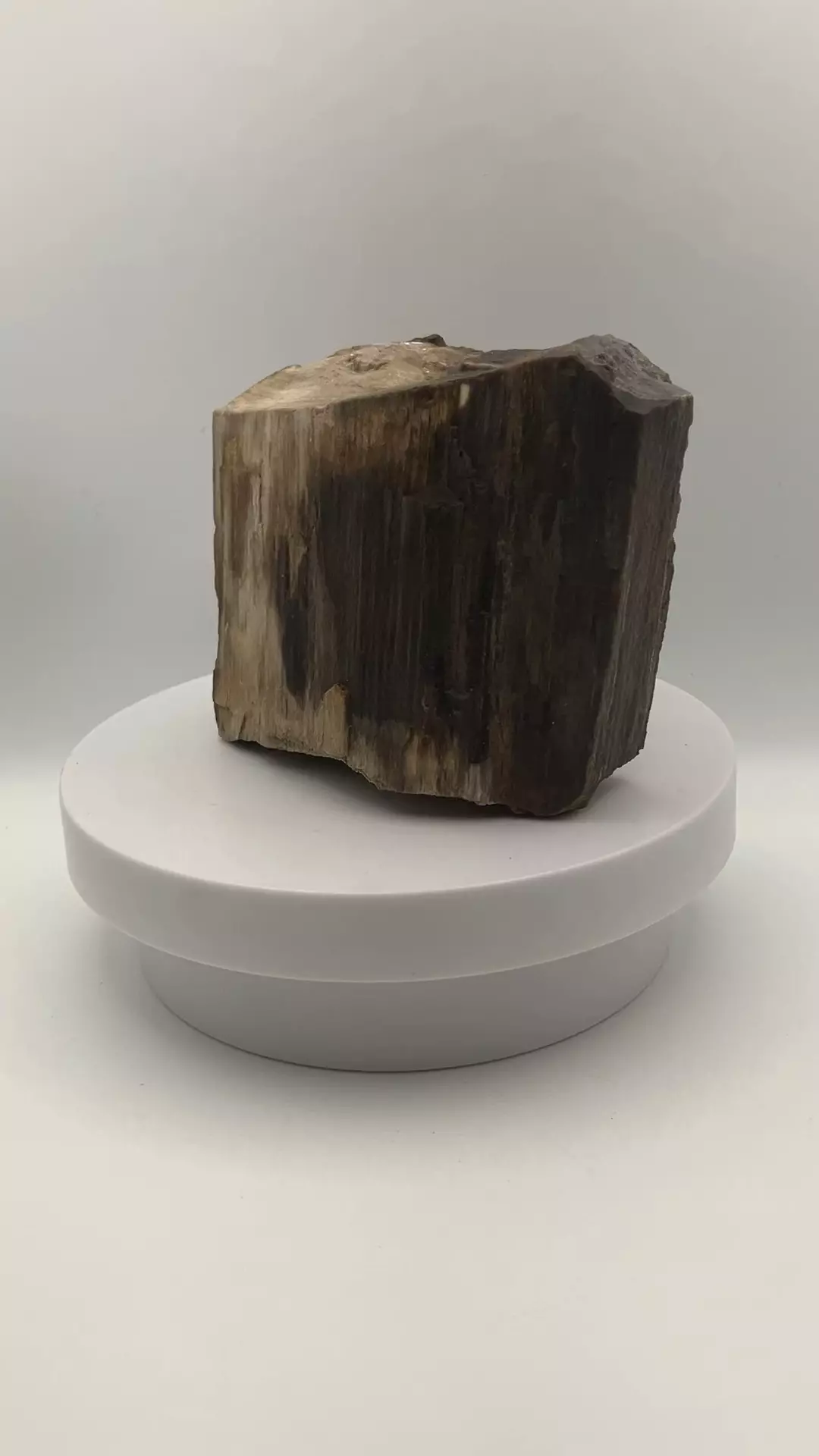 plant/Mcdermitt Petrified Wood - Agatized - 1lb 4.25oz-4