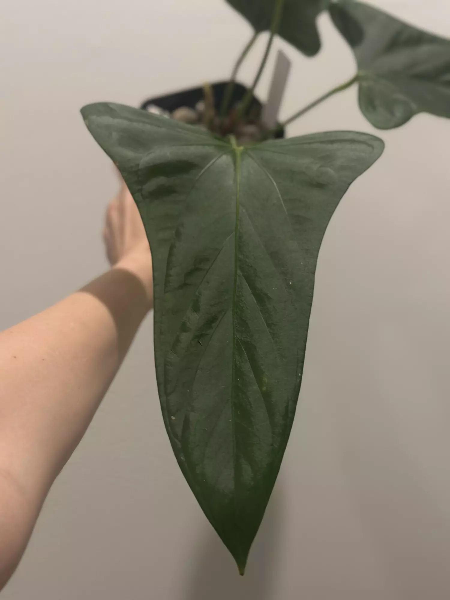 plant/RA Port x Rotundatum-1