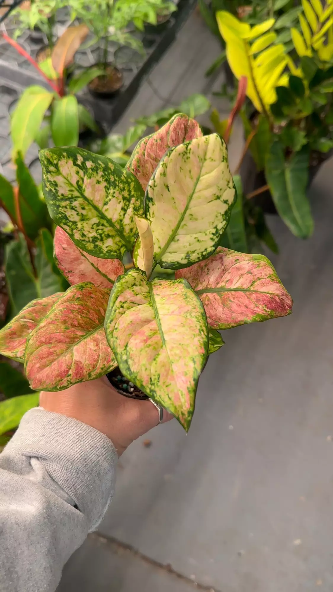 plant/Aglaonema cotton candy #1-0