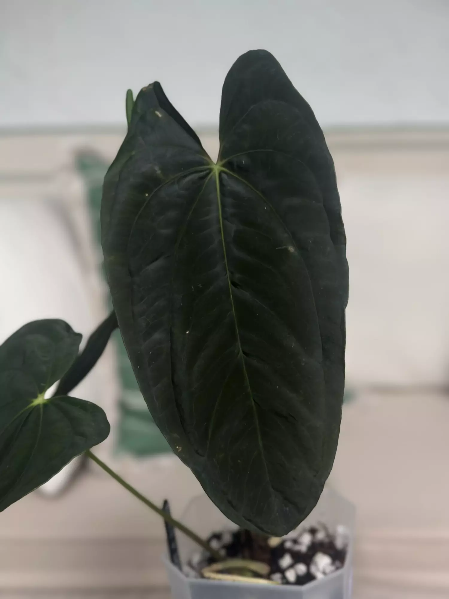 plant/BVEP x Soul Reaper-0