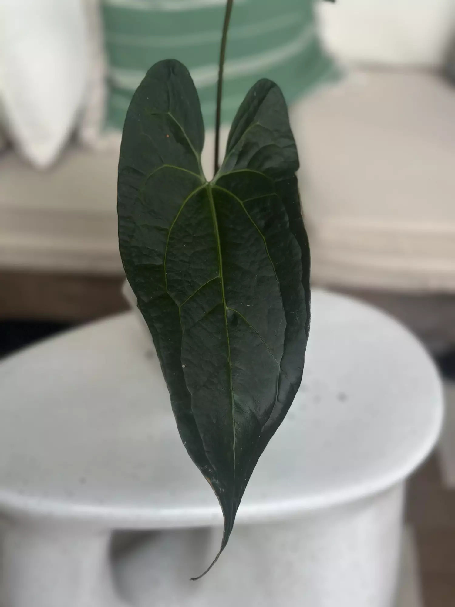 plant/HB. Ochranthum x RA pap/Lux-1