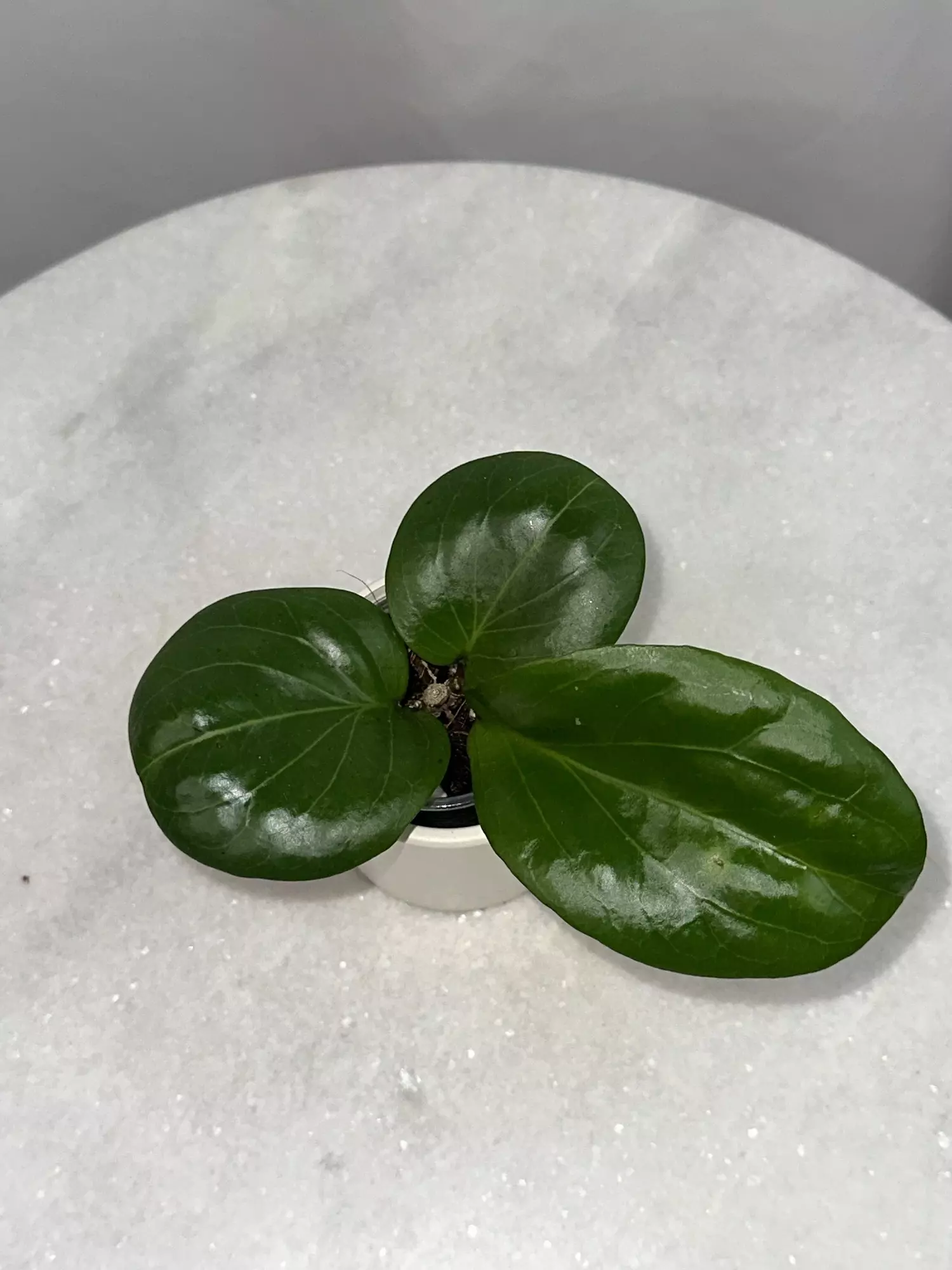 plant/H. ‘Rhiannon’ - 3 inch pot-1