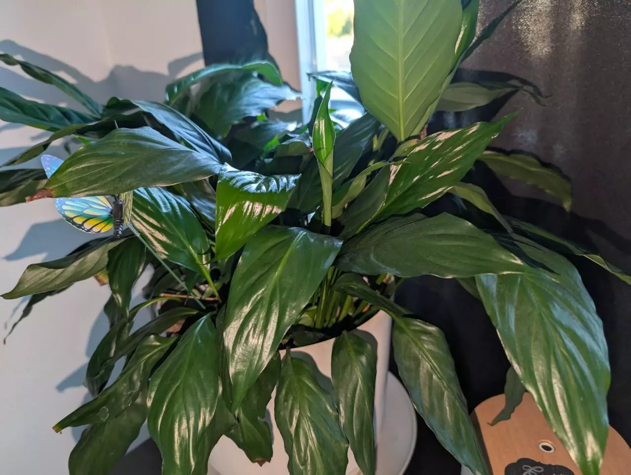 plant/Large piece lily bundles-0